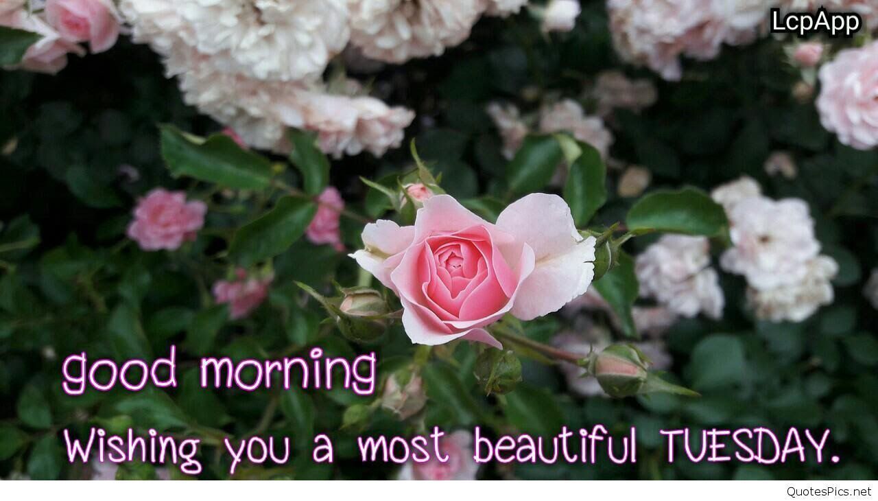 Good Morning Tuesday Quotes Images Mặt Hoa Hồng Rừng 814728