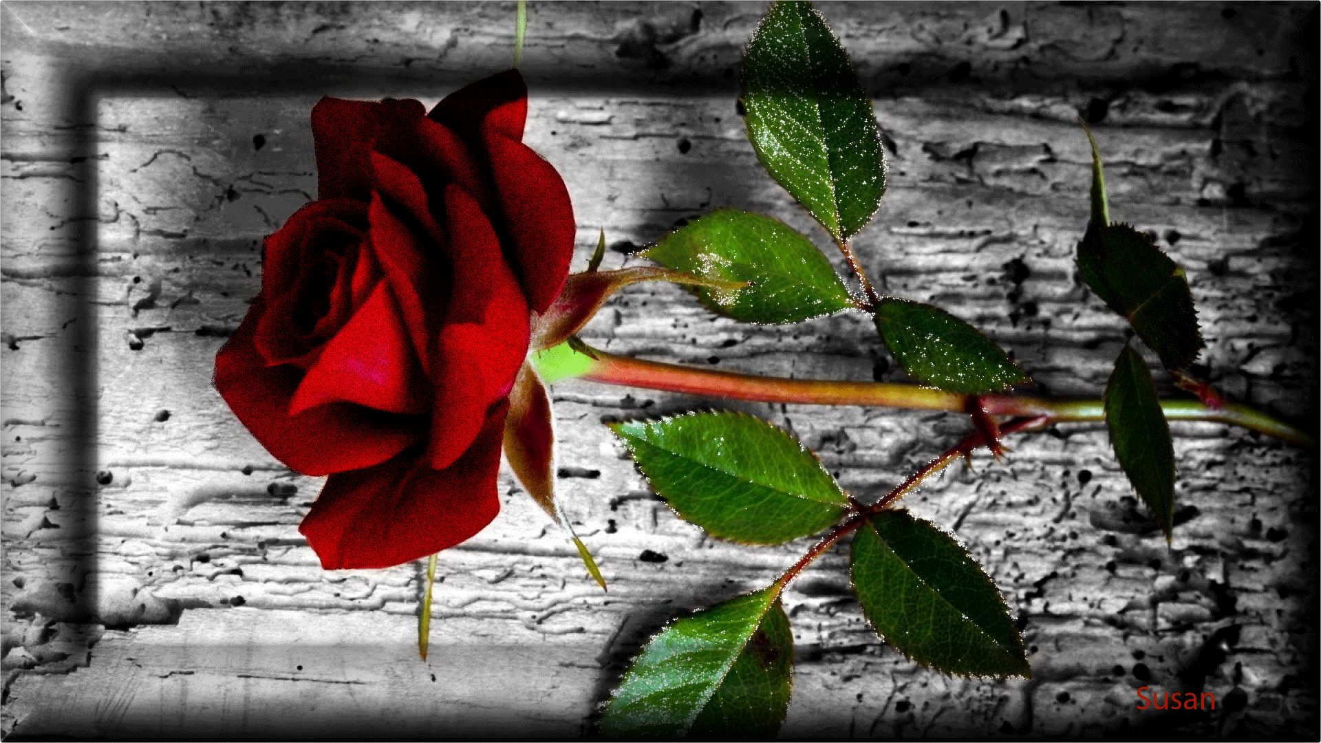 Red Rose With Thorns , HD Wallpaper & Backgrounds