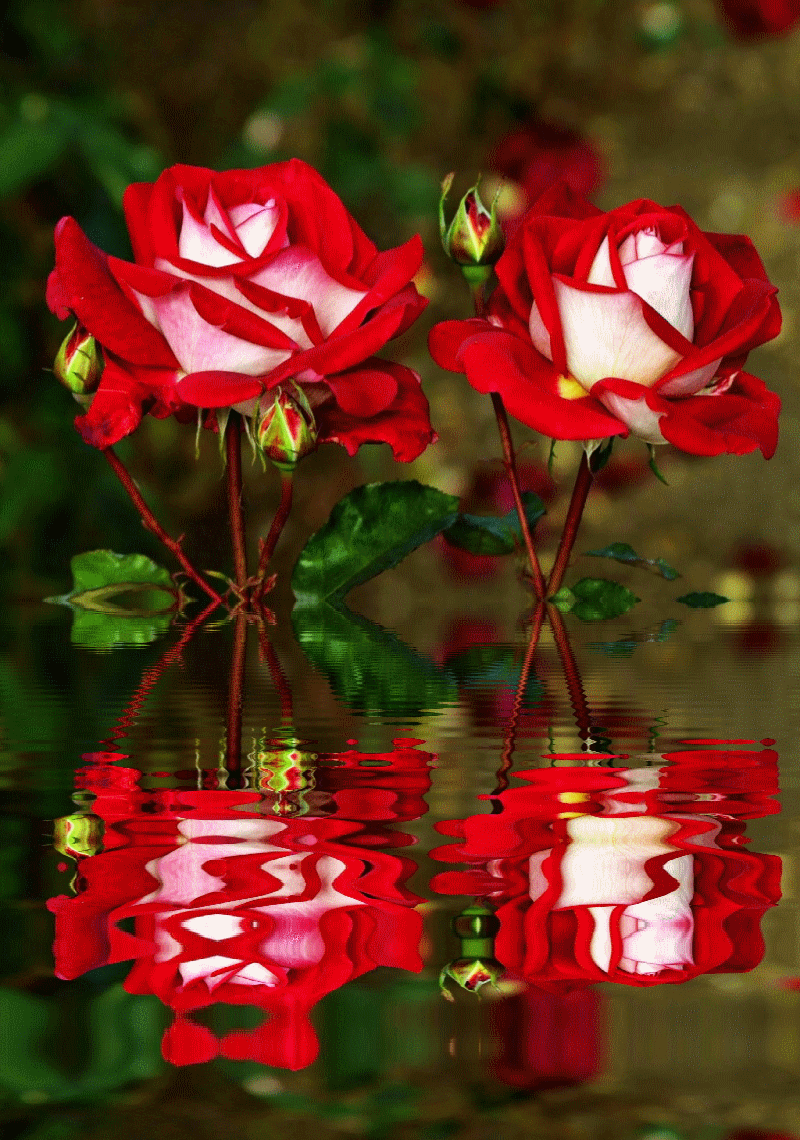 Flower Gif Red , HD Wallpaper & Backgrounds