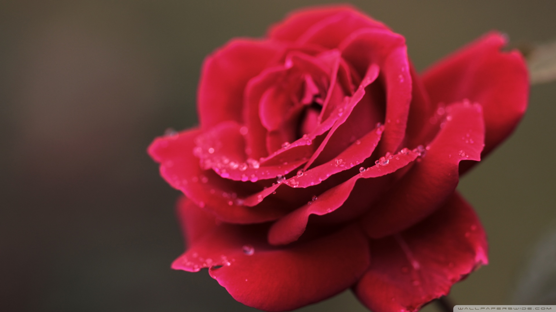 Hd Red Rose Gif , HD Wallpaper & Backgrounds