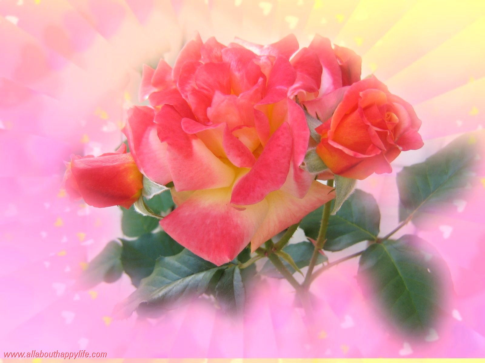 Wallpaper Love Rose - Garden Roses , HD Wallpaper & Backgrounds