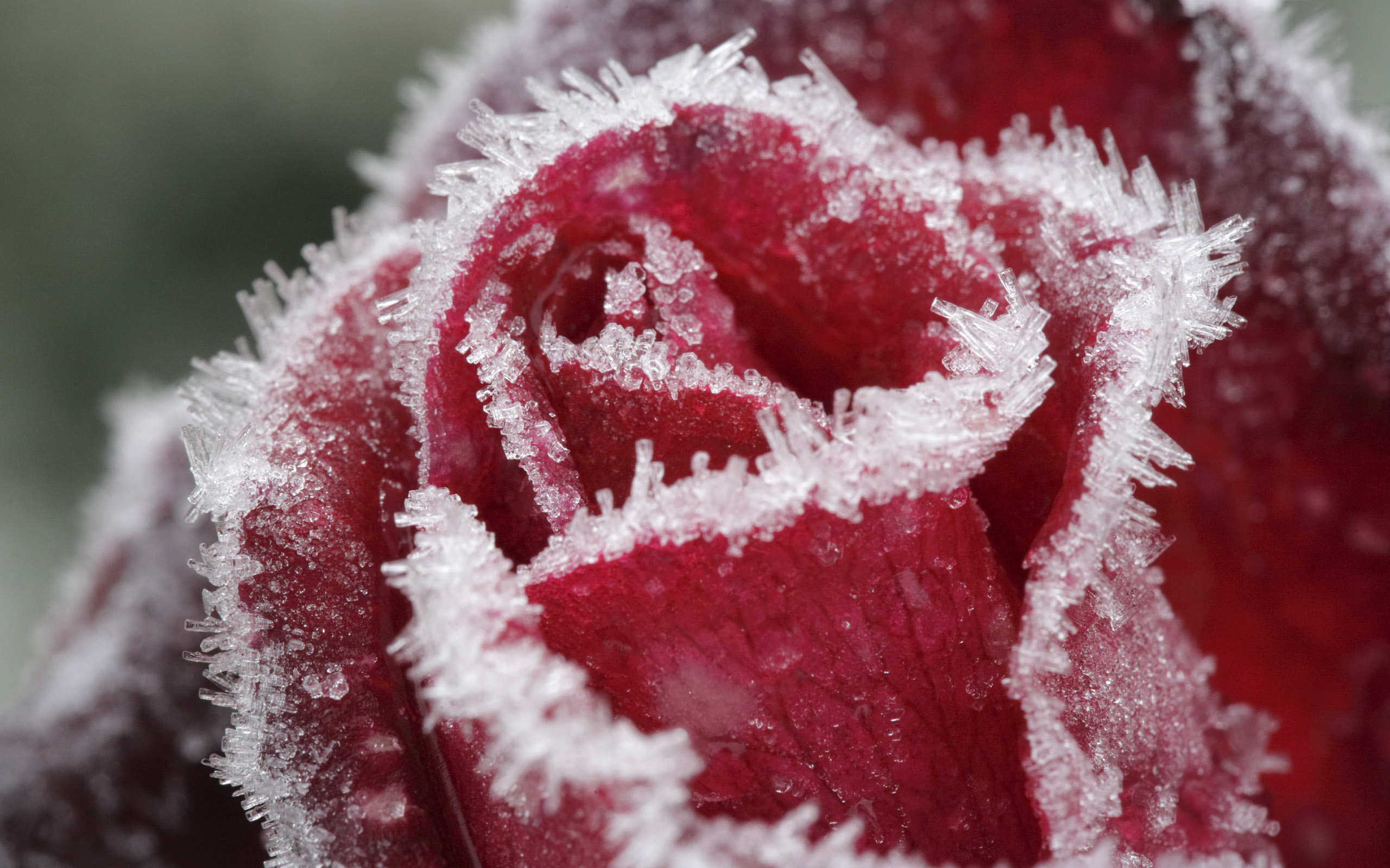 Wallpaper Download Red Rose In Frost - Rose Frost , HD Wallpaper & Backgrounds