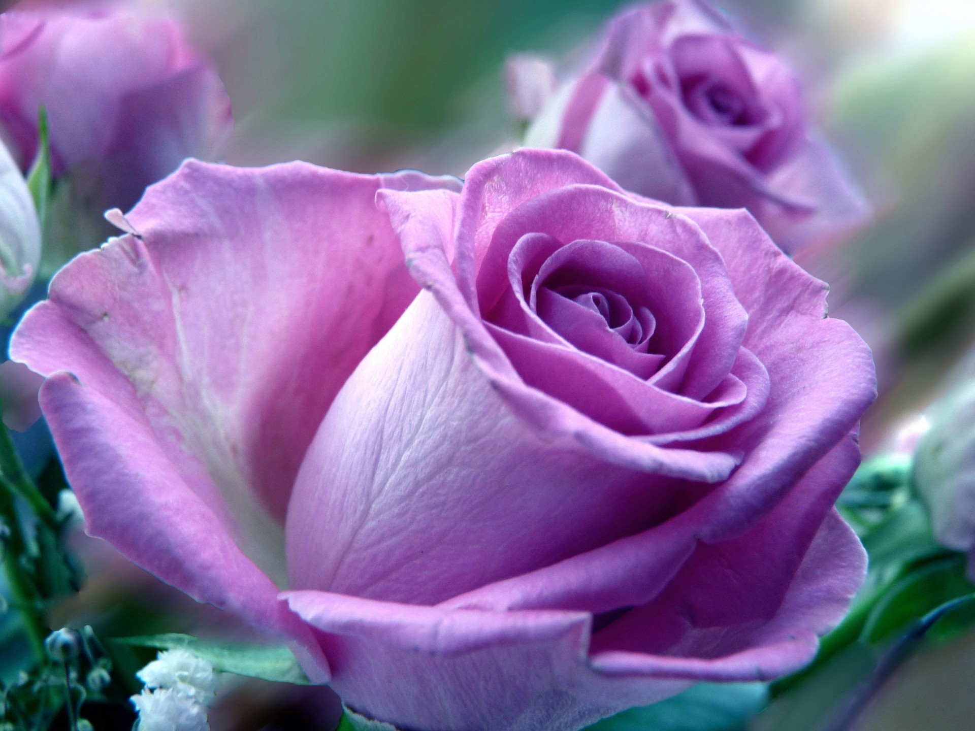 Beautiful Purple Rose Flowers , HD Wallpaper & Backgrounds