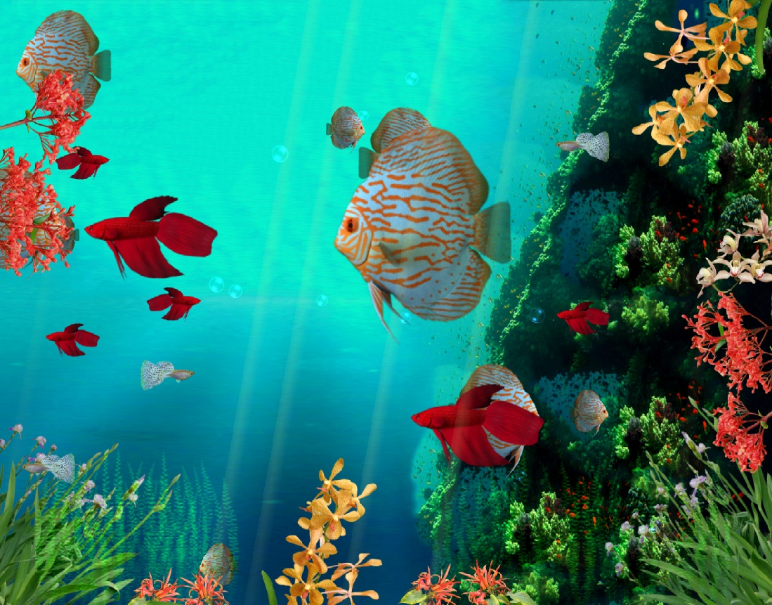 Animated Fish Wallpaper Free Download Aquarium Fish - Animated Moving Wallpaper Free Download , HD Wallpaper & Backgrounds