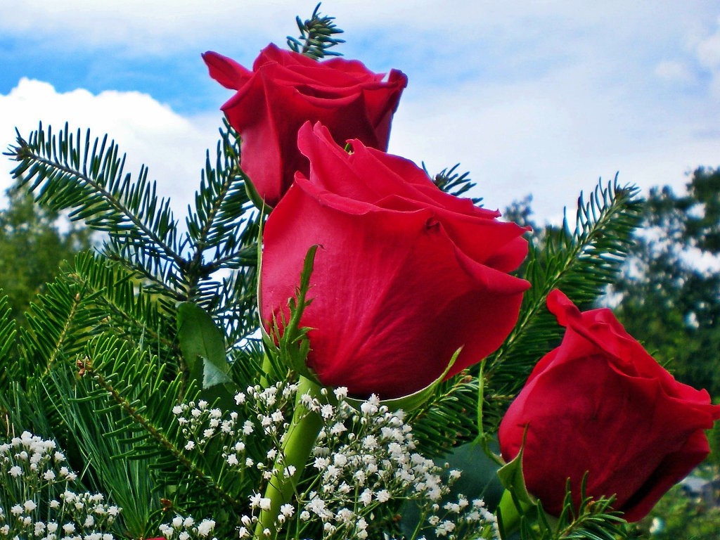 Fair Beauty Rose Valentine Gardens Romance Blooms Roses - Você É Especial , HD Wallpaper & Backgrounds
