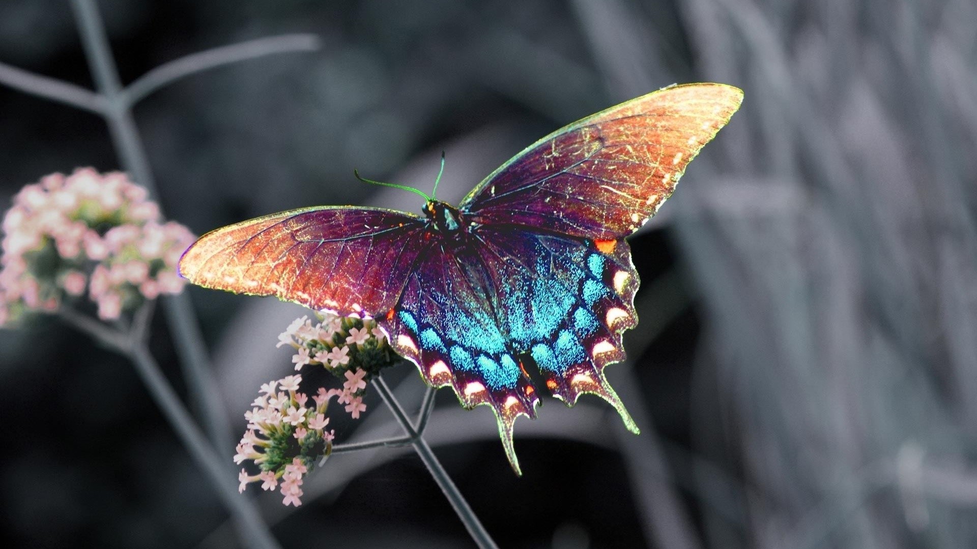 Butterfly Hd Wallpapers 1080p - Rainbow Butterfly Real Life , HD Wallpaper & Backgrounds