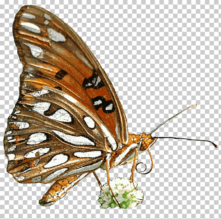 Desktop Animation , Gif Png Clipart - Gif Butterfly Animation Png , HD Wallpaper & Backgrounds