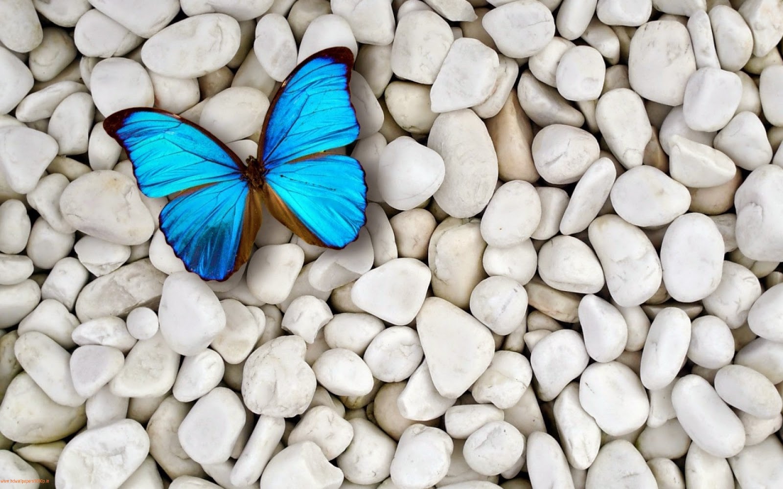 Butterfly Hd Wallpaper 1080p - Blue Butterfly White Stones , HD Wallpaper & Backgrounds