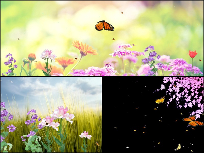 Animated Butterfly Wallpaper Moving - Butterfly Paradise , HD Wallpaper & Backgrounds