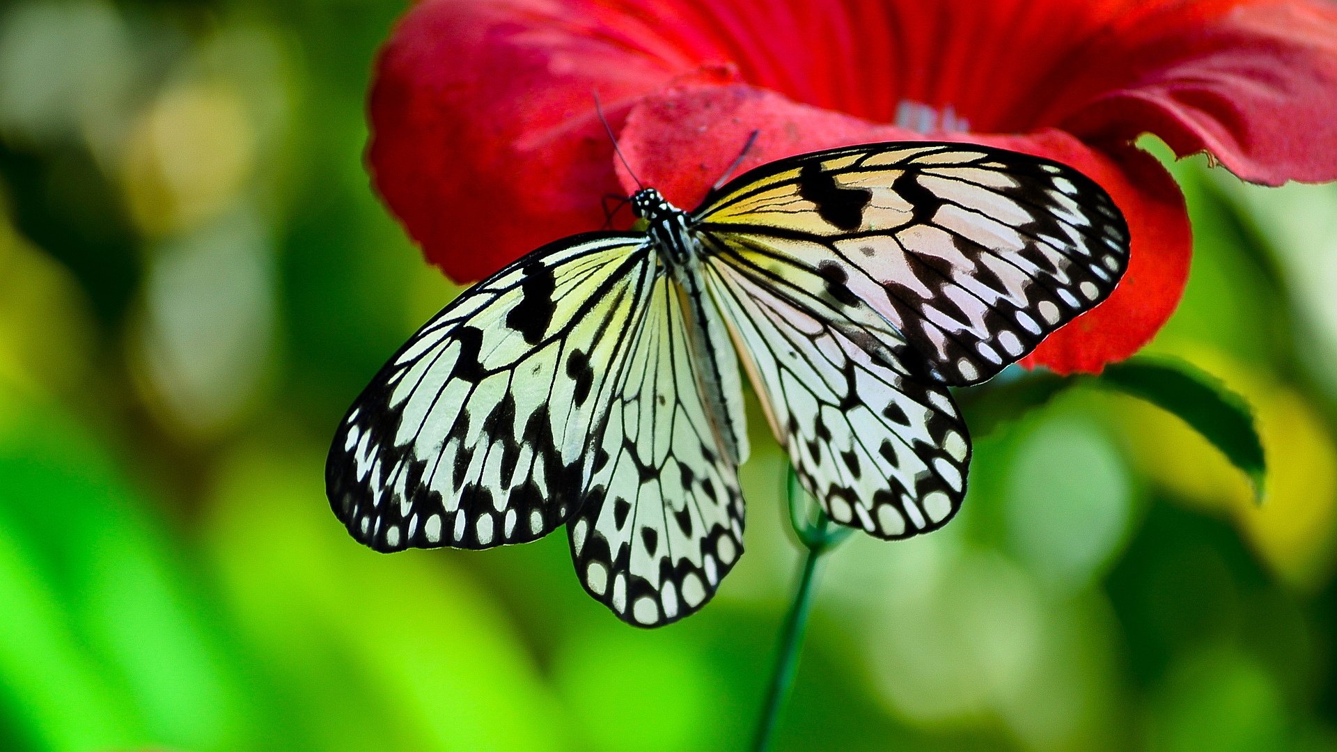 Animal Butterfly Images For Walls - Butterfly , HD Wallpaper & Backgrounds