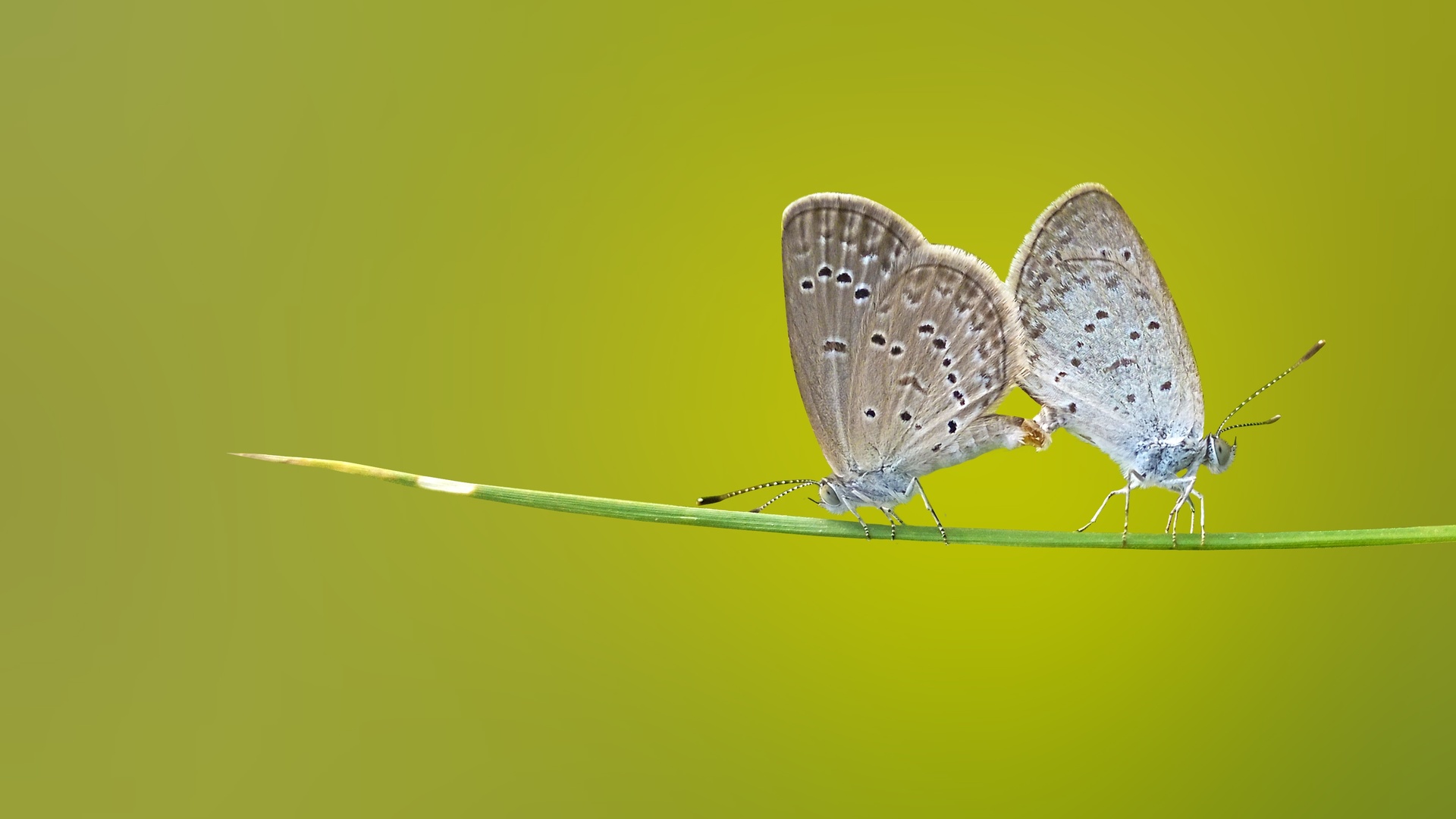 Butterfly Macro C7 - Butterfly Photography Hd , HD Wallpaper & Backgrounds