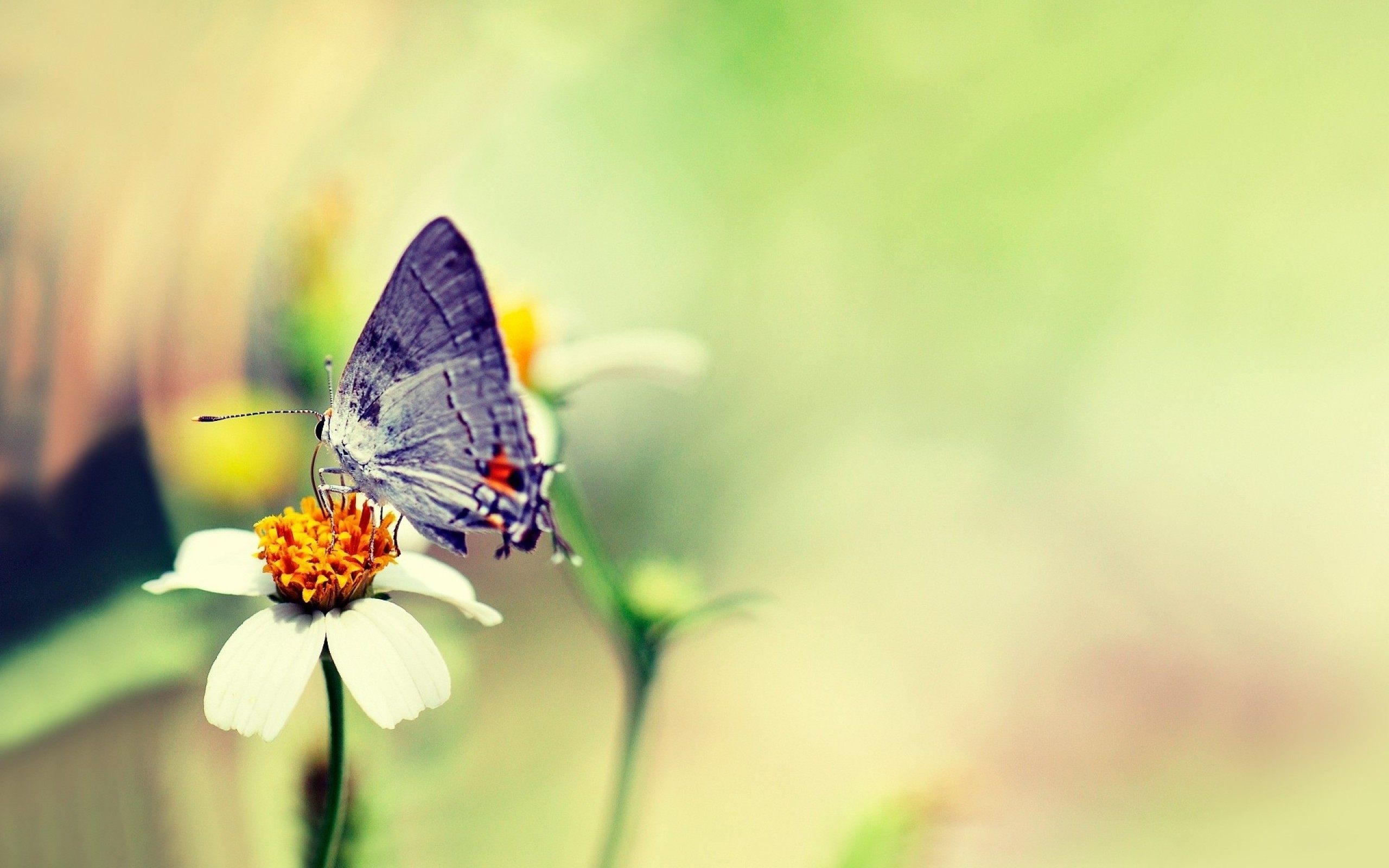Butterfly Wallpaper 1080p - Butterfly Flower , HD Wallpaper & Backgrounds