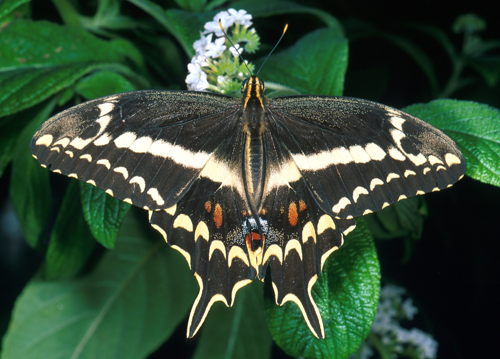 Schaus Swallowtail Butterfly , HD Wallpaper & Backgrounds