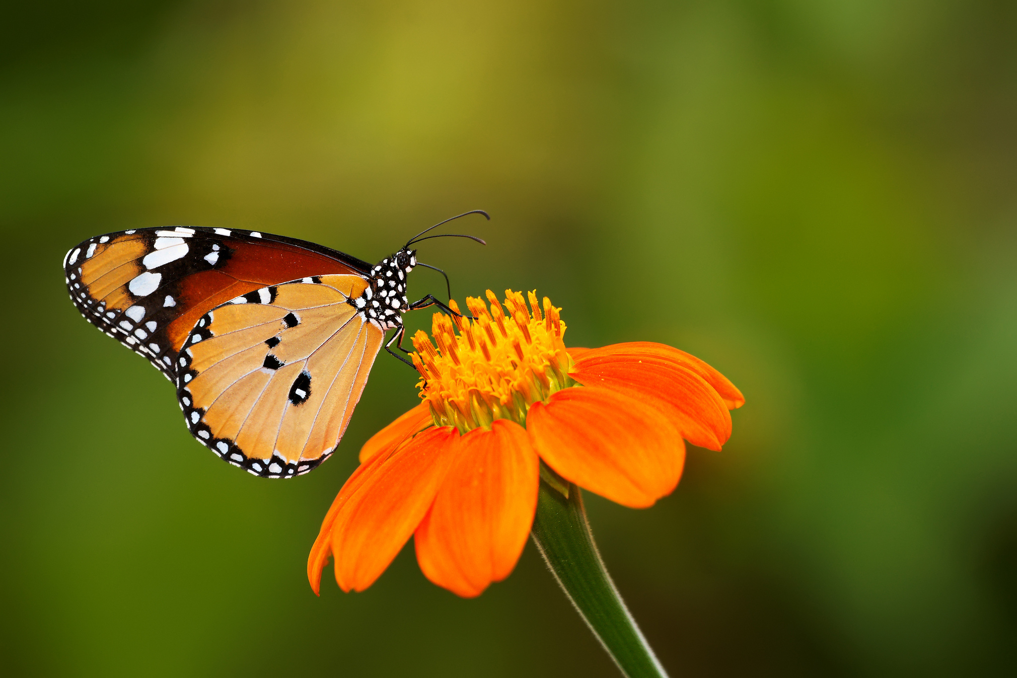 Cute Butterfly Wallpaper Download - Super Wallpaper Butterfly Download , HD Wallpaper & Backgrounds