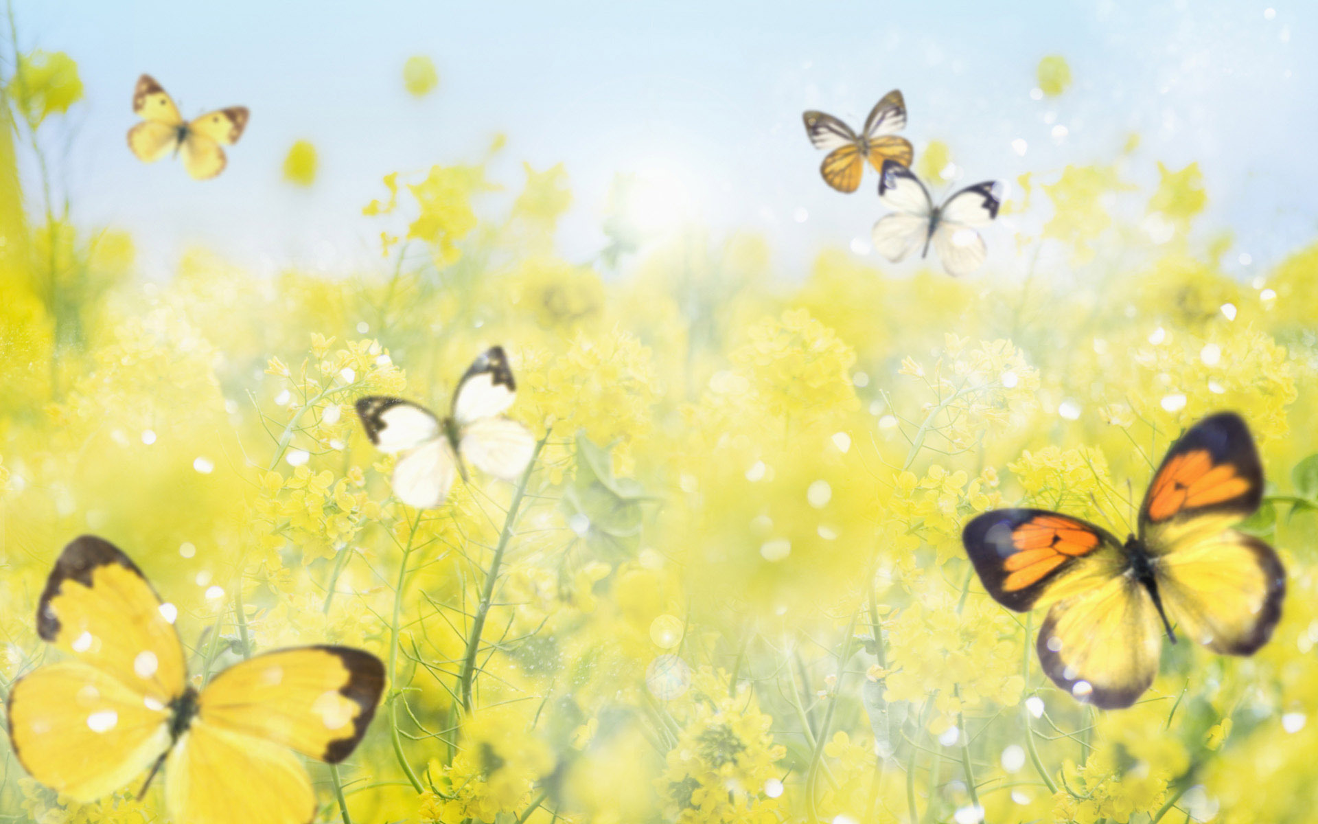 Yellow Butterfly Wallpapers - Beautiful Butterflies With Flowers , HD Wallpaper & Backgrounds