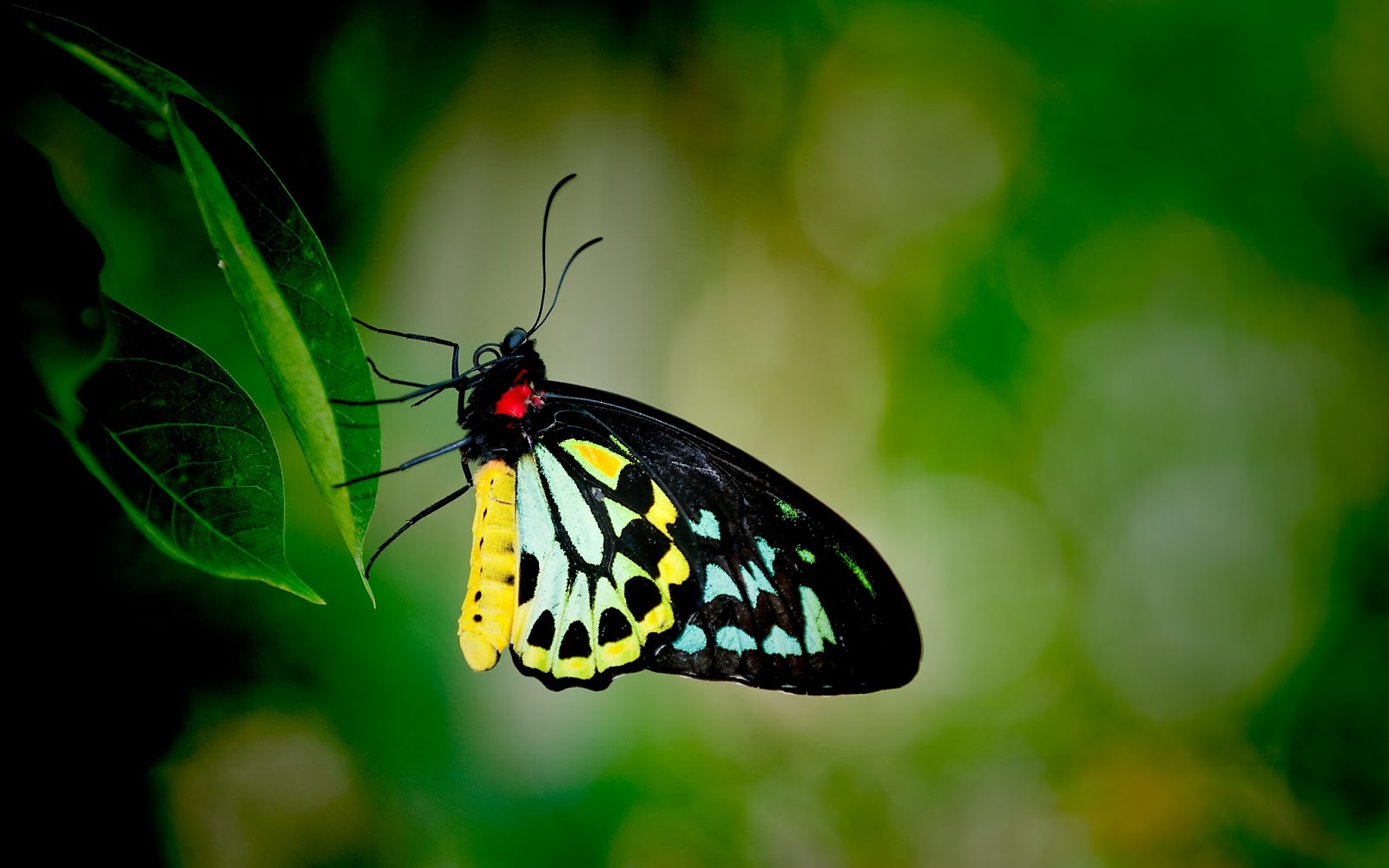 Butterfly World , HD Wallpaper & Backgrounds