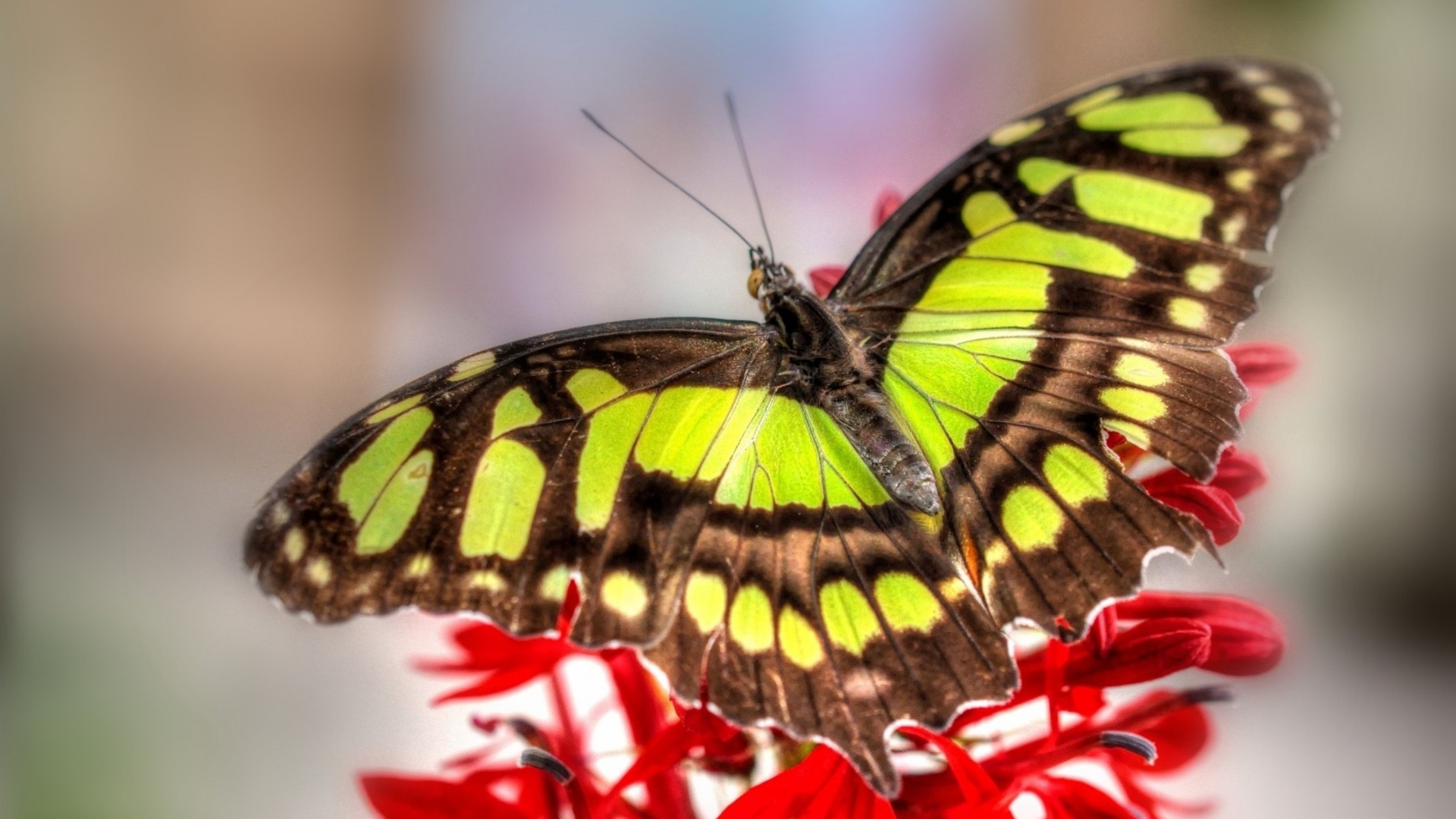 Butterfly, Macro, Close Up, Wings, Wildlife, Color - Close Up Of Butterfly Wings , HD Wallpaper & Backgrounds