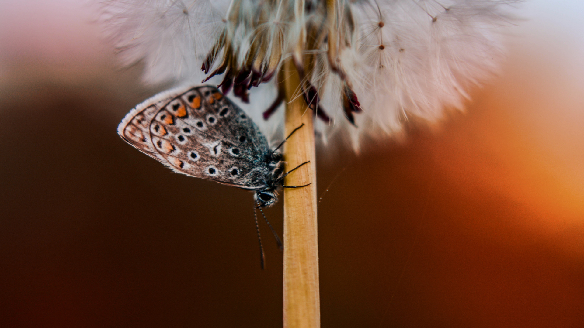 Butterfly, Dandelion, Close Up, Wallpaper - Chalkhill Blue , HD Wallpaper & Backgrounds
