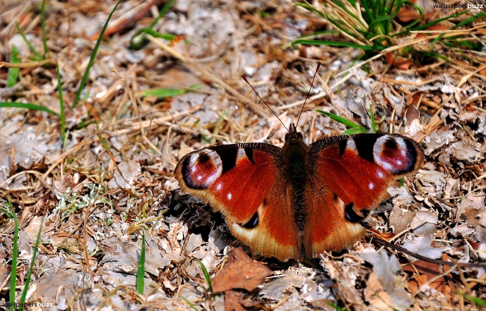 Red Butterfly - Aglais Io , HD Wallpaper & Backgrounds