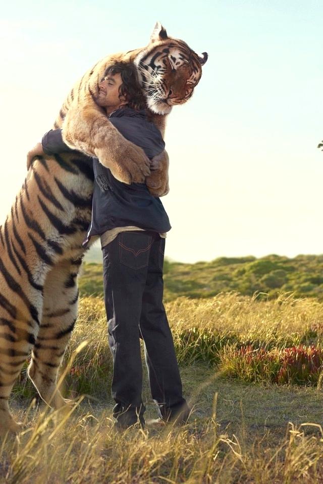 Nature Love Wallpaper For Mobile Animals Fields Hugging - Tiger Wallpaper For Android , HD Wallpaper & Backgrounds