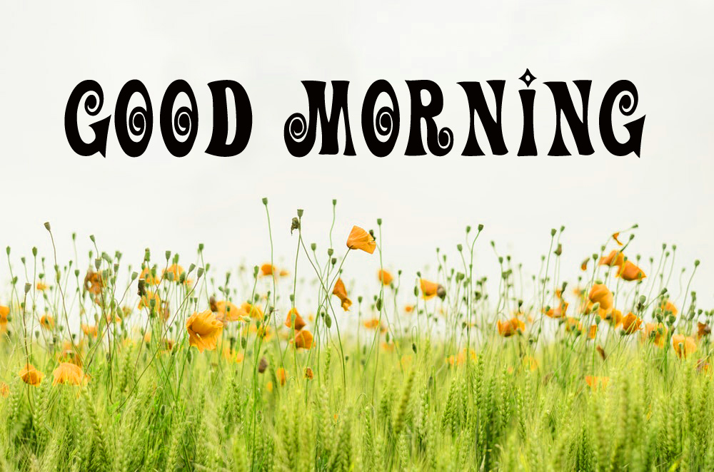 Flower Good Morning Images Pics Wallpaper Download - Orange Flower Background Hd , HD Wallpaper & Backgrounds
