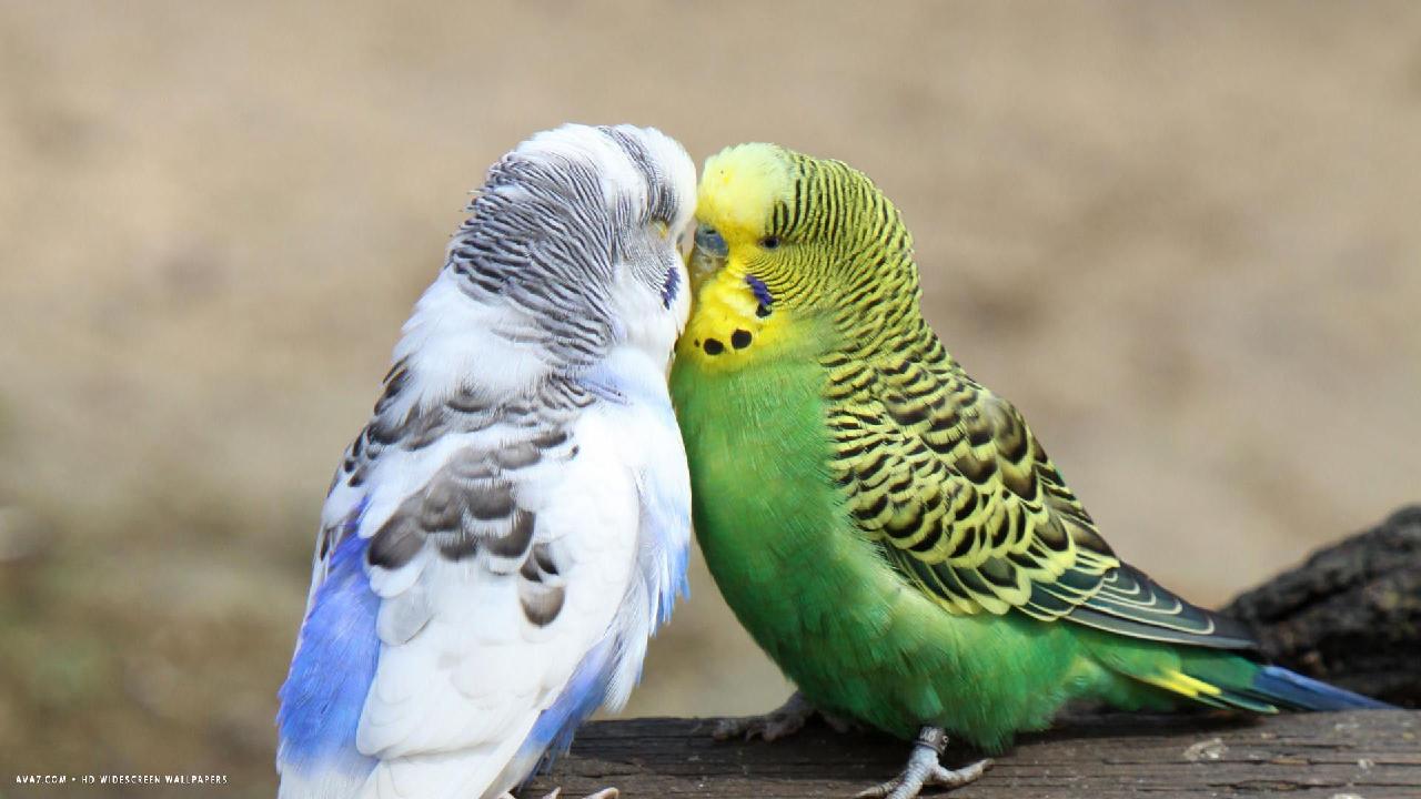 Cute Small Love Birds Kissing - Name For Love Birds , HD Wallpaper & Backgrounds