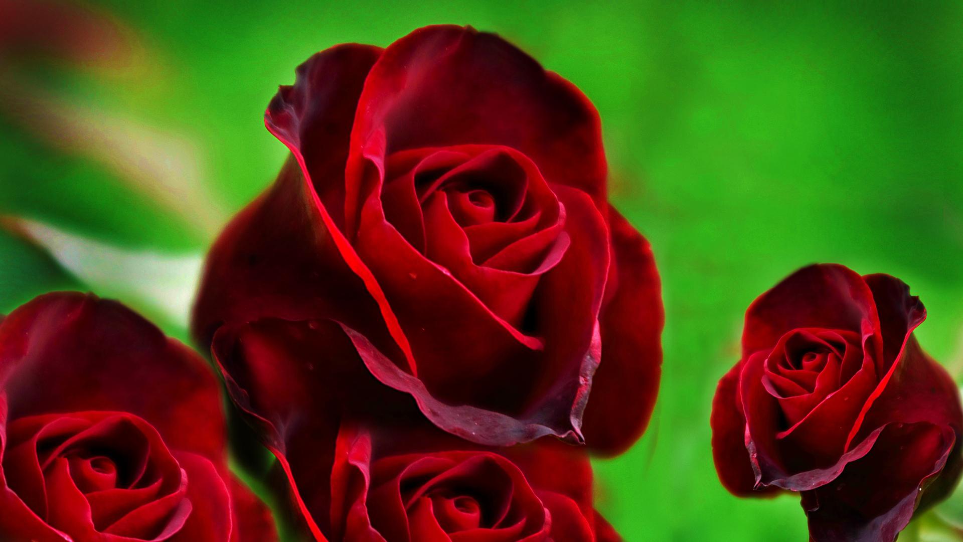 Rose Clipart Flower Bouquet - Cute Red Rose Full Hd , HD Wallpaper & Backgrounds