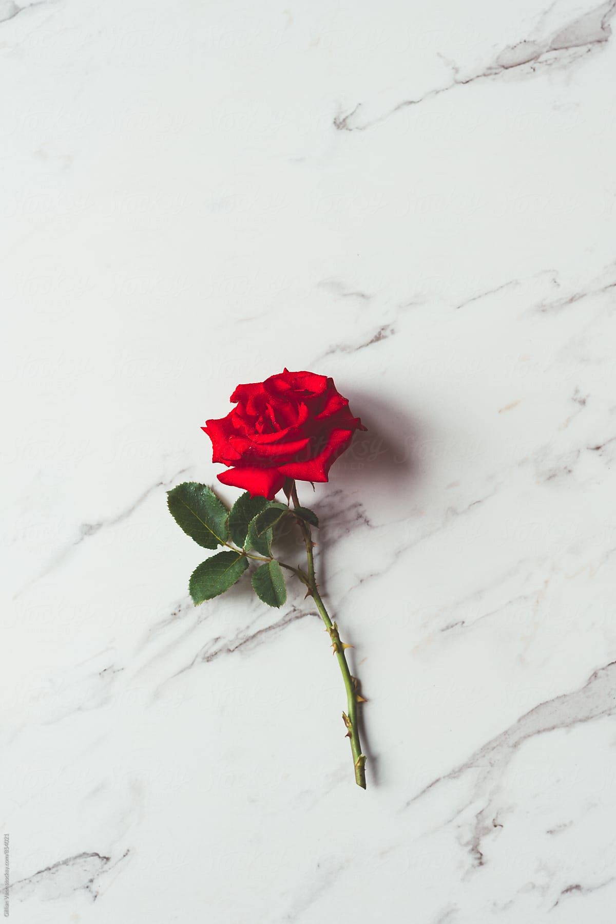 Red Rose On A Marble Background Download This High-resolution - Marble Background With Rose , HD Wallpaper & Backgrounds