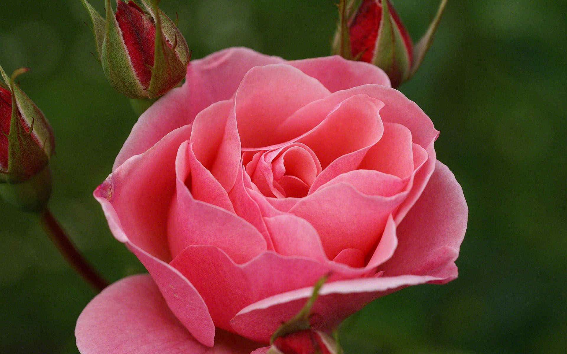Pink Rose - Pink Roses , HD Wallpaper & Backgrounds