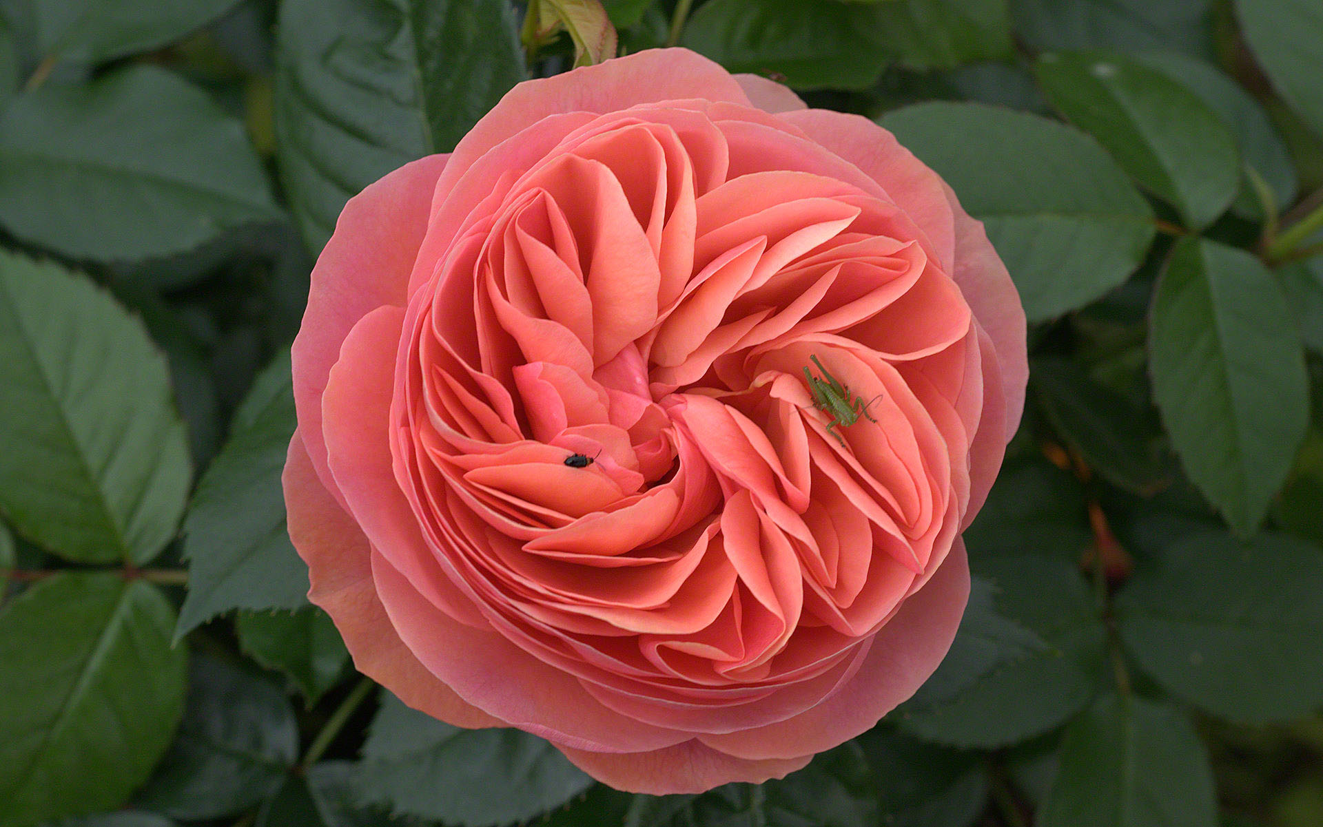 Gallica Rose - All Rose , HD Wallpaper & Backgrounds