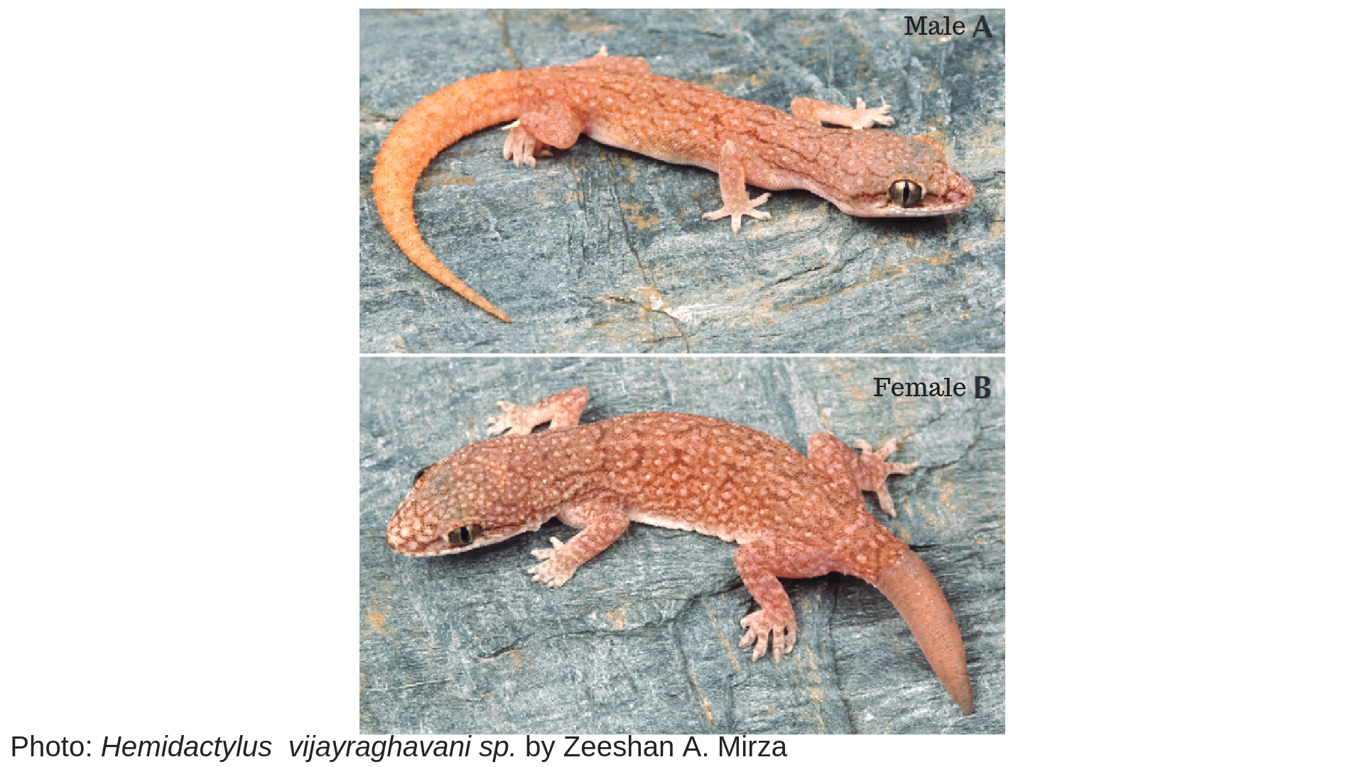 Researcher Discovers A New Species Of Gecko, Names - Hemidactylus Vijayraghavan , HD Wallpaper & Backgrounds