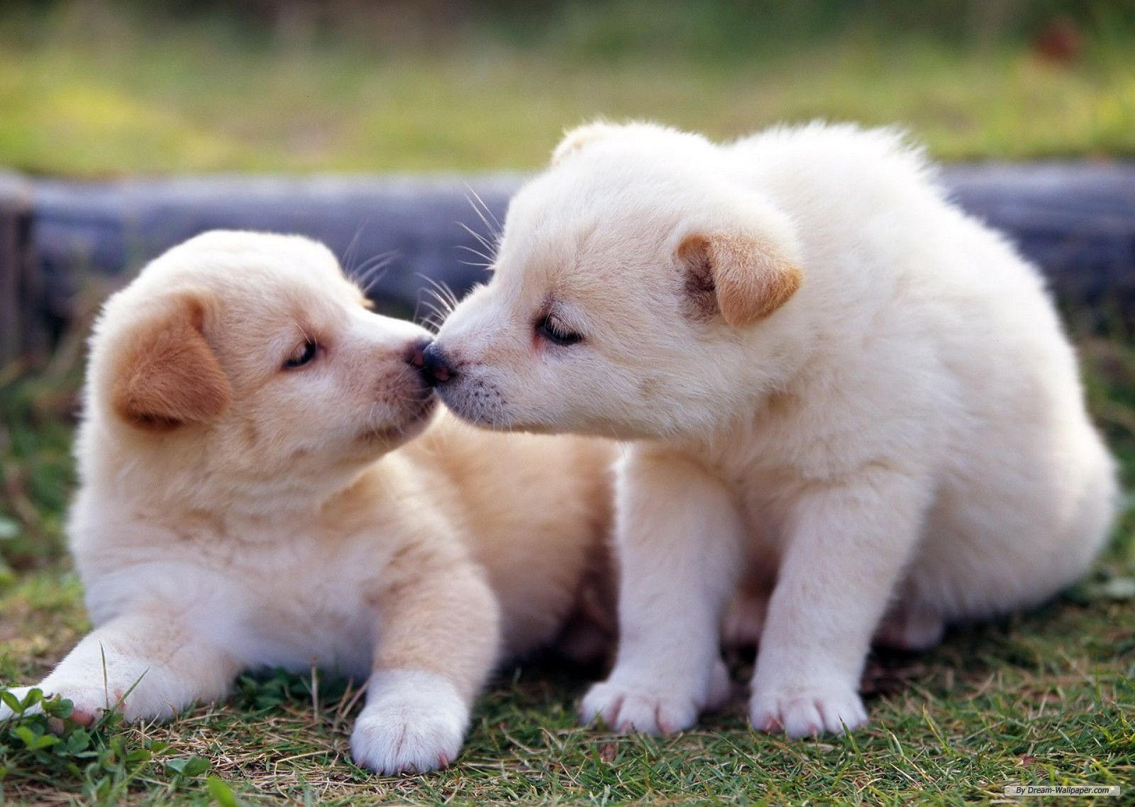 Baby Animals Kissing - Cute Baby Animals In Love , HD Wallpaper & Backgrounds