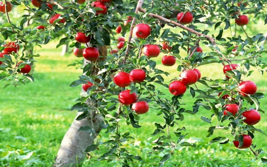 Kashmir Wallpaper - Apple Trees In Kashmir , HD Wallpaper & Backgrounds