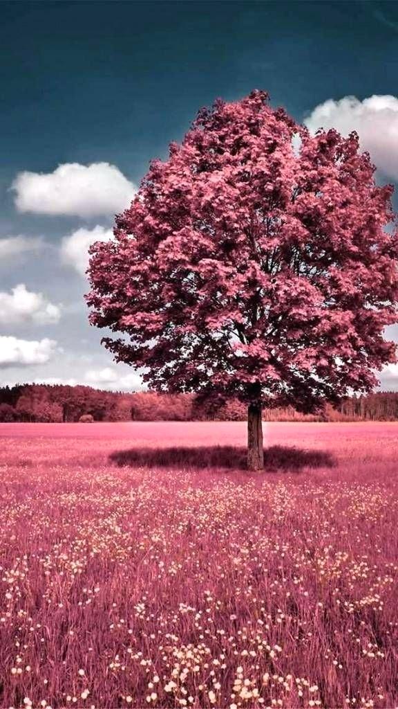 Nature Photo Mobile Hd Nature Wallpaper Wallpaper Wallpaper - Nature Wallpaper Hd For Mobile , HD Wallpaper & Backgrounds