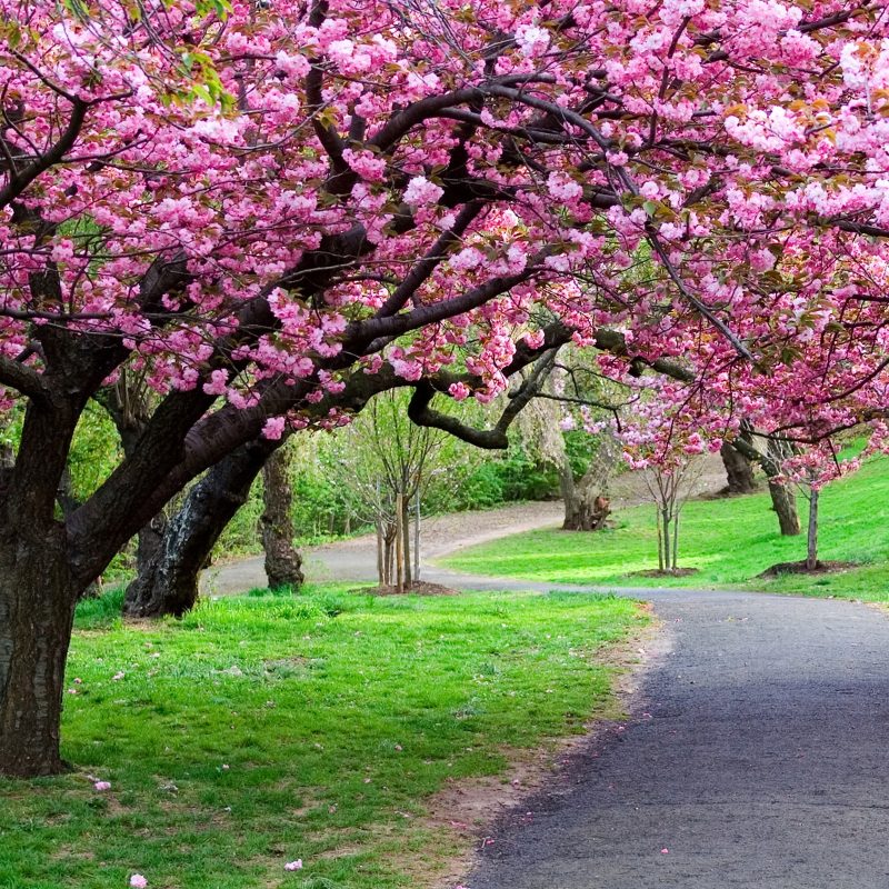 10 New Beautiful Nature Wallpaper Spring Full Hd 1080p