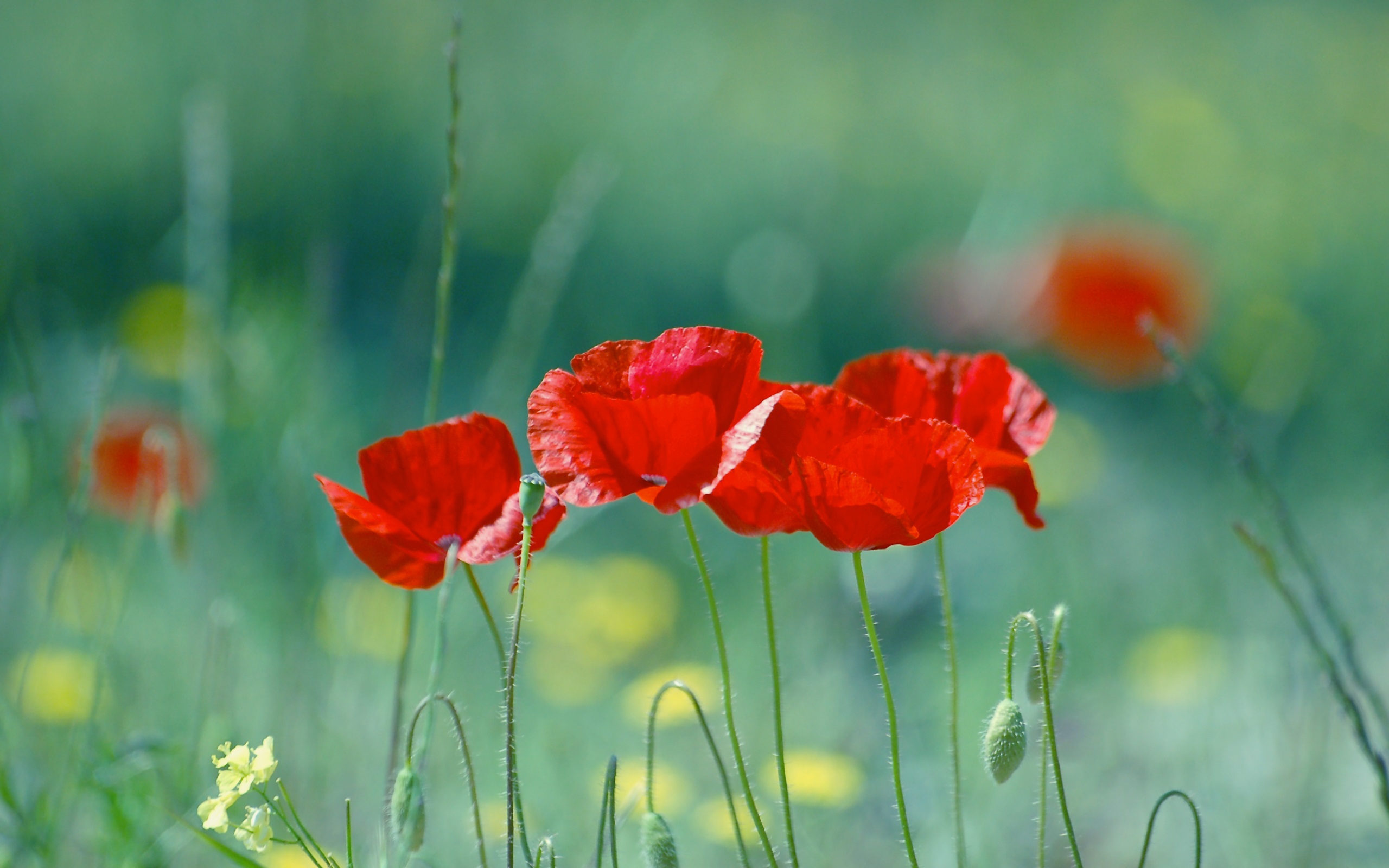 Flower Poppies , HD Wallpaper & Backgrounds