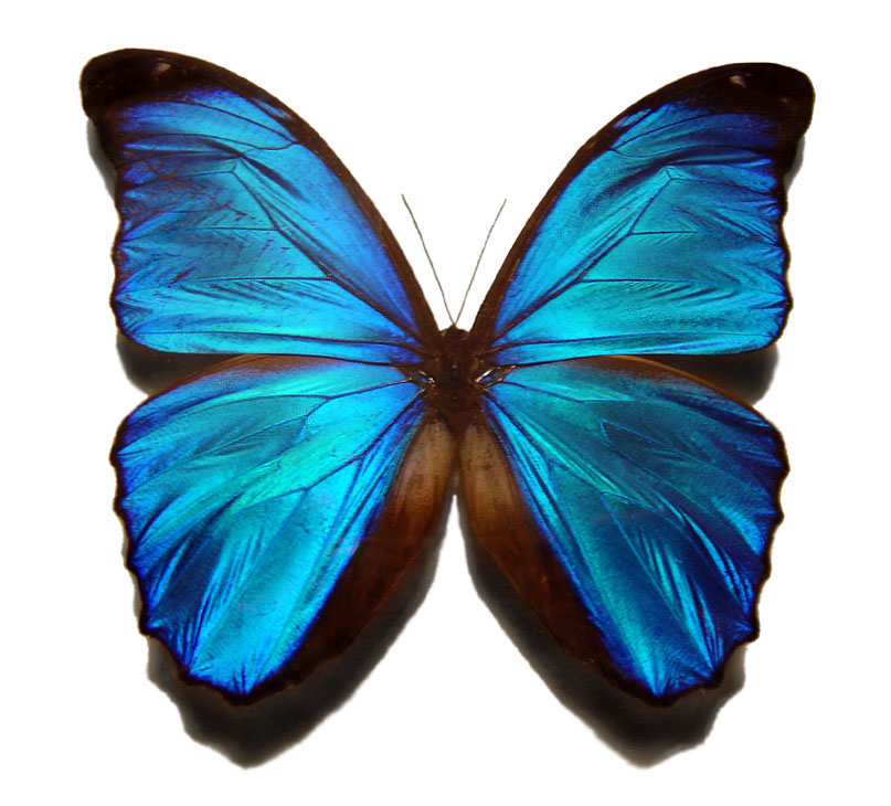 Ok - Blue Butterfly No Background , HD Wallpaper & Backgrounds