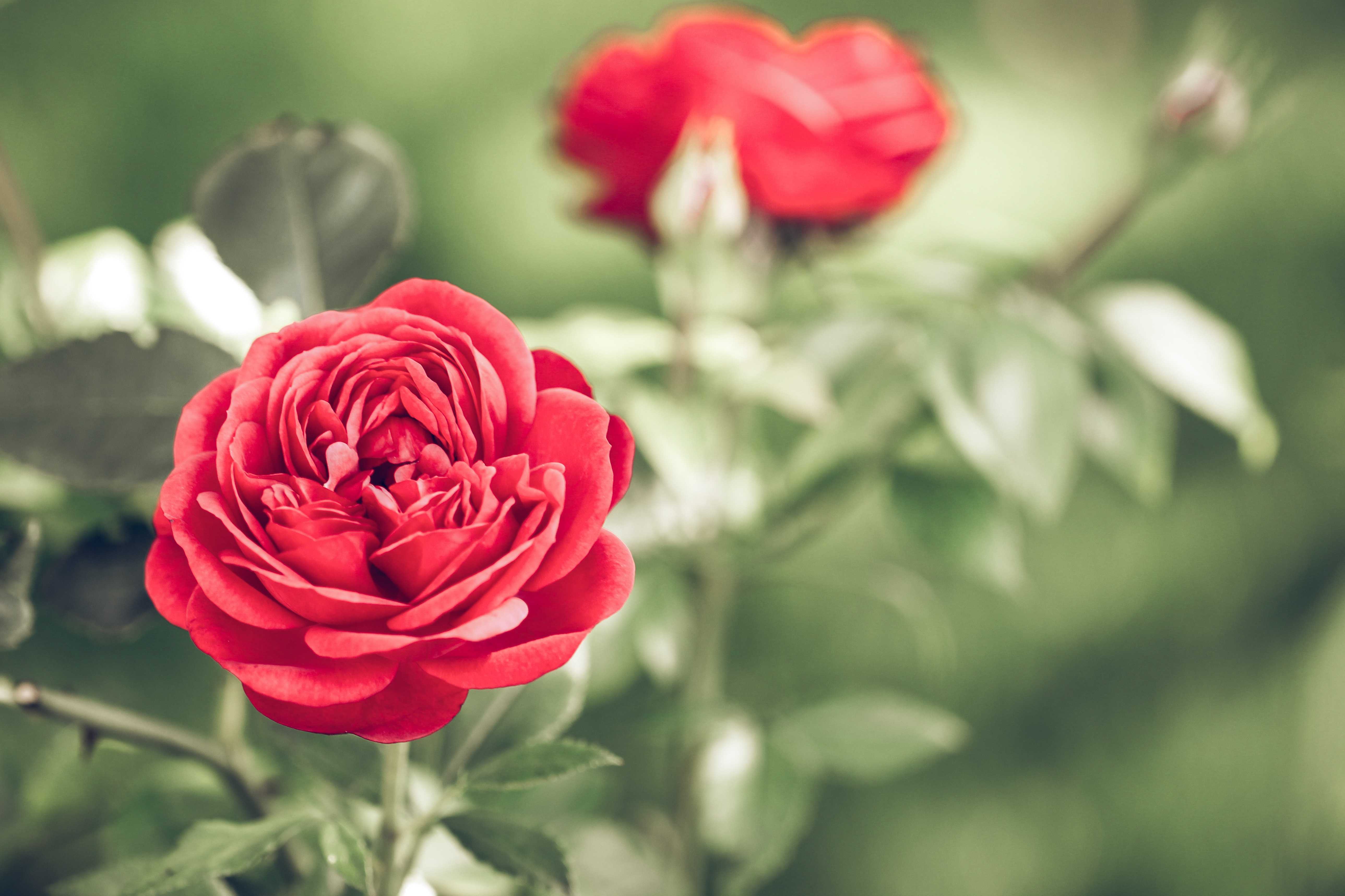 Rose Day Images - Best Image For Rose (#828602) - HD Wallpaper