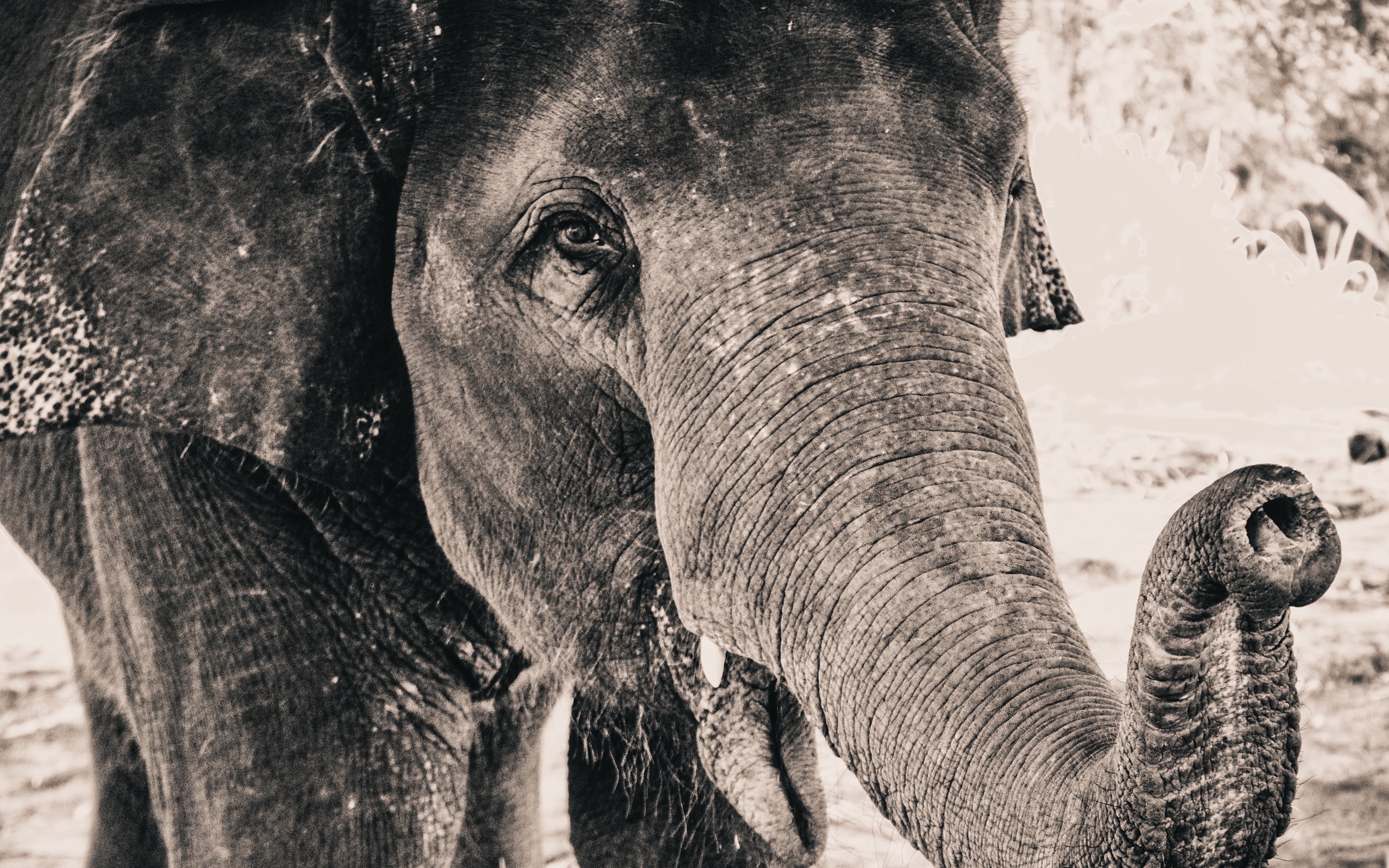 Download This Wallpaper - Elefant Hintergrundbild Schwarz Weiß , HD Wallpaper & Backgrounds