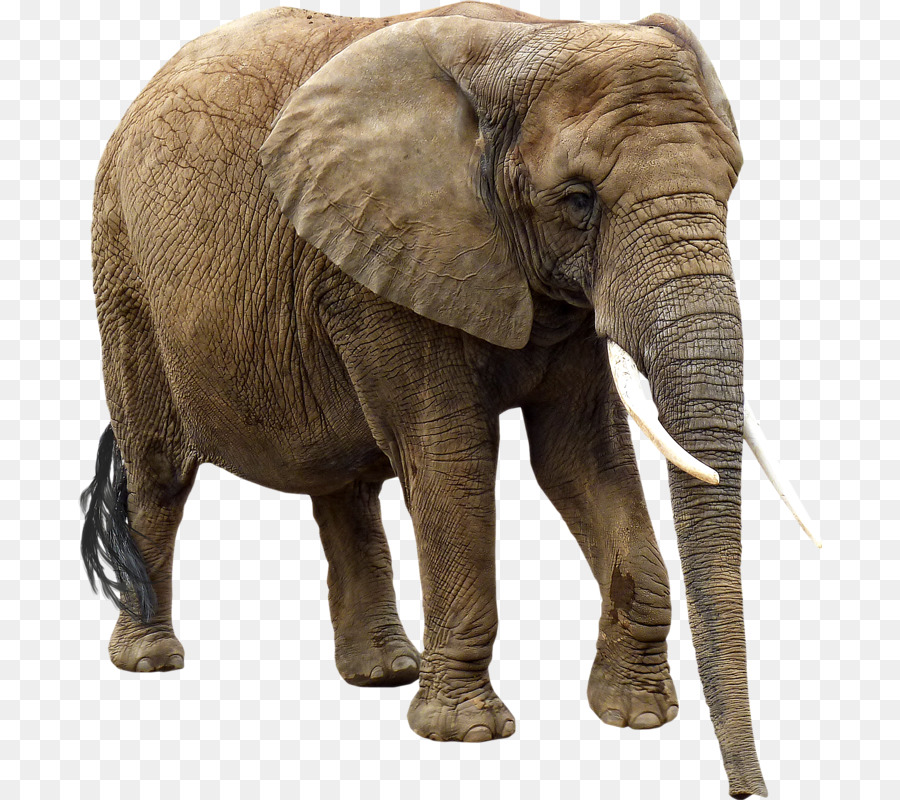African Elephant, Elephantidae, Desktop Wallpaper, - Elephant Png No Background , HD Wallpaper & Backgrounds