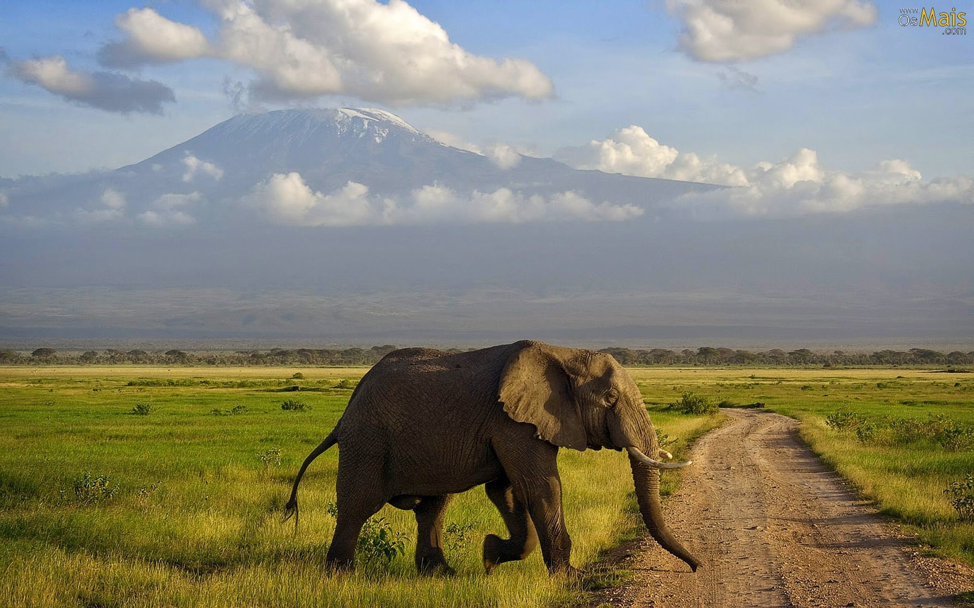 Papel De Parede Elefante - Savannah In Kenya , HD Wallpaper & Backgrounds