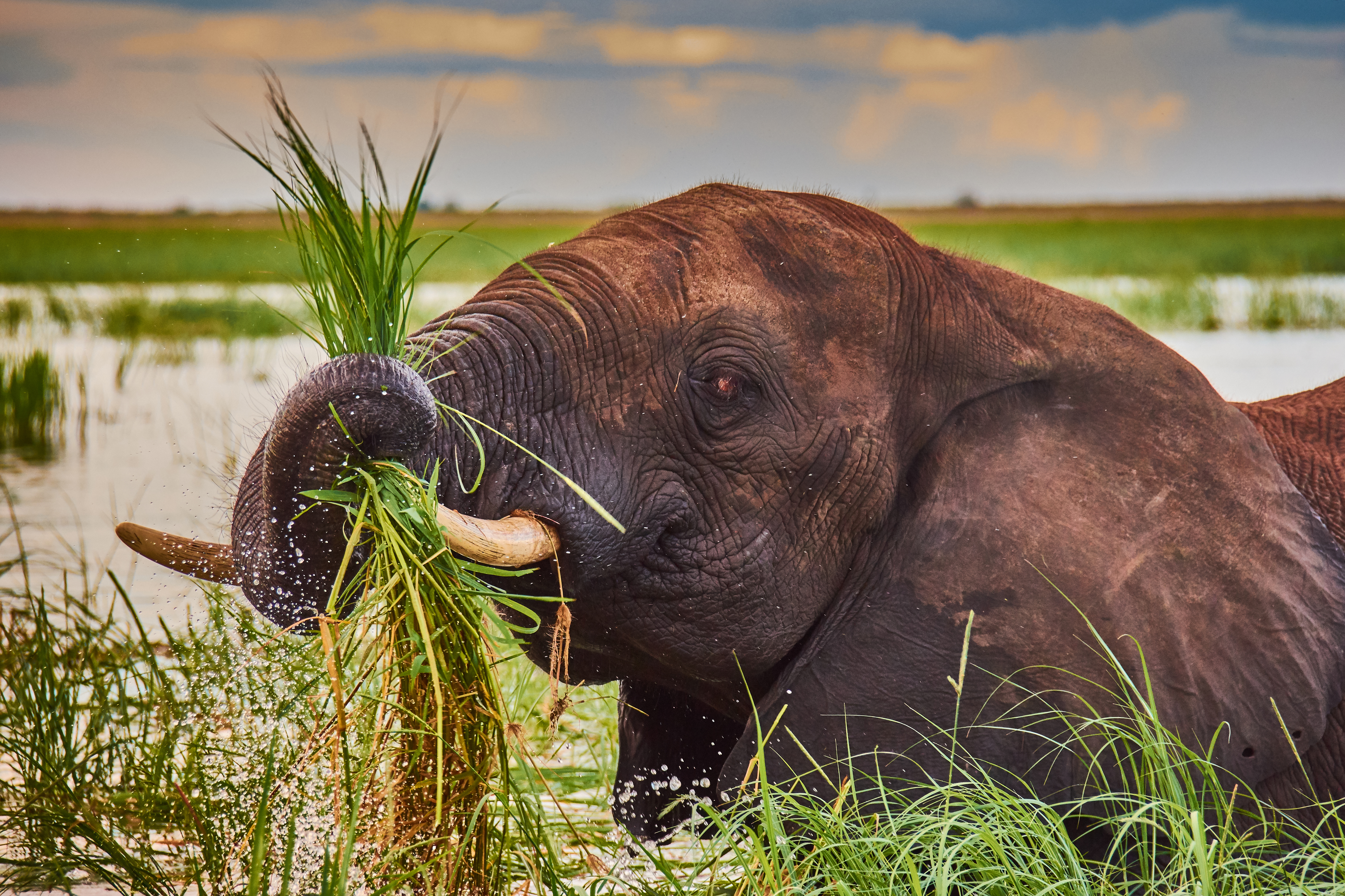 Paysage Fond D Ecran Elephants , HD Wallpaper & Backgrounds