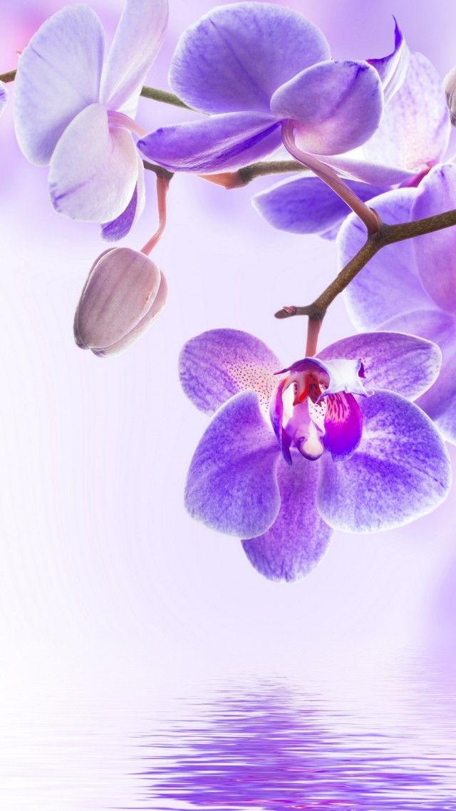 Цветок, Orchid, Flower, 4k - Flower Wallpaper Orchid , HD Wallpaper & Backgrounds