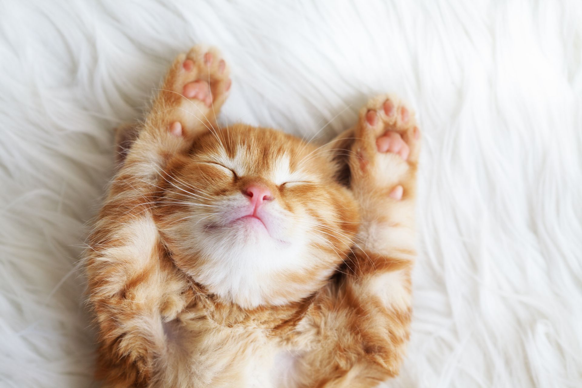 Gambar Wallpaper Kucing Tidur Comel Kitten Pictures For