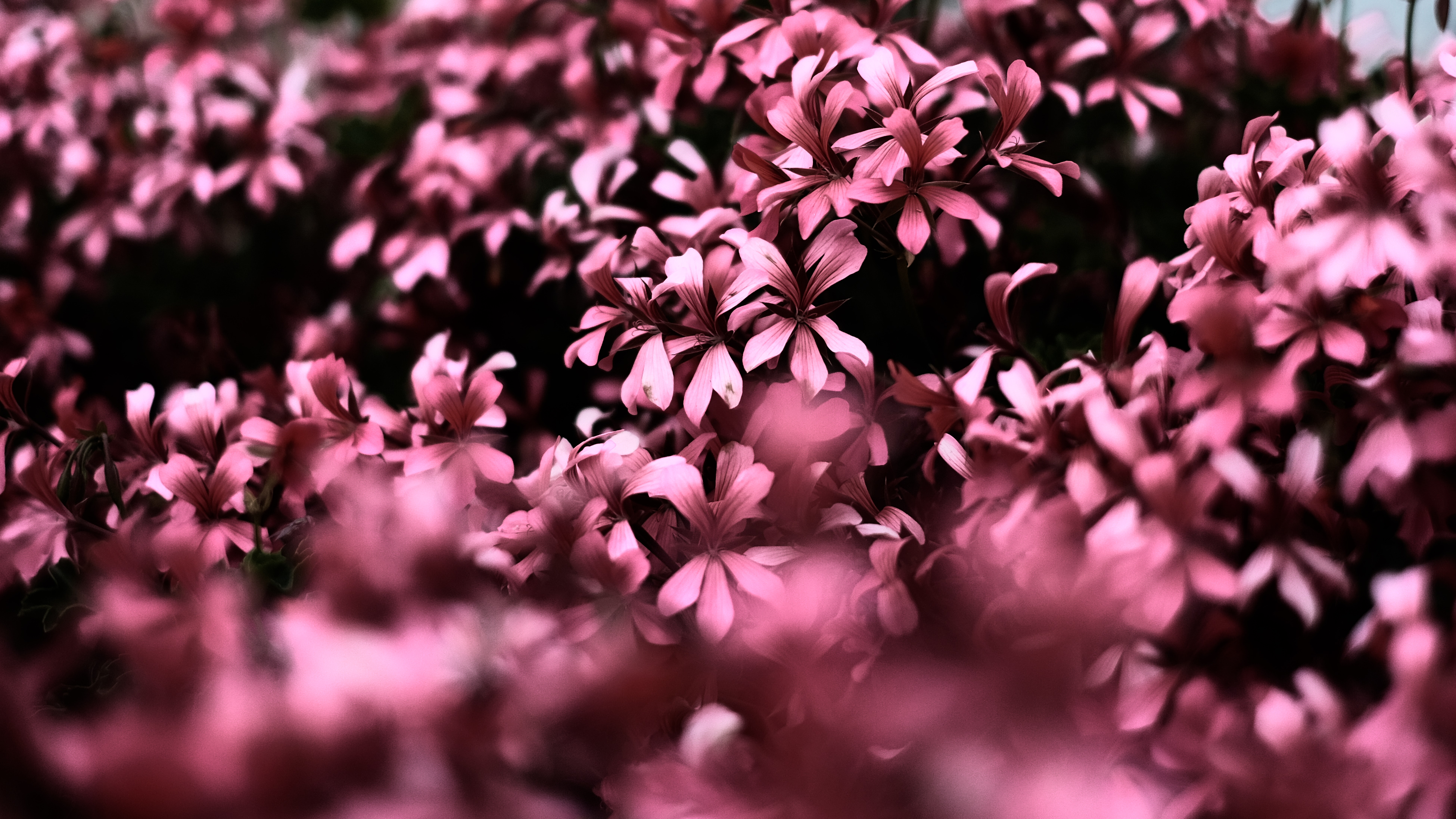Pink Flowers Ultra Hd Blur 4k - Ultra Hd Flowers Hd Wallpaper Iphone , HD Wallpaper & Backgrounds