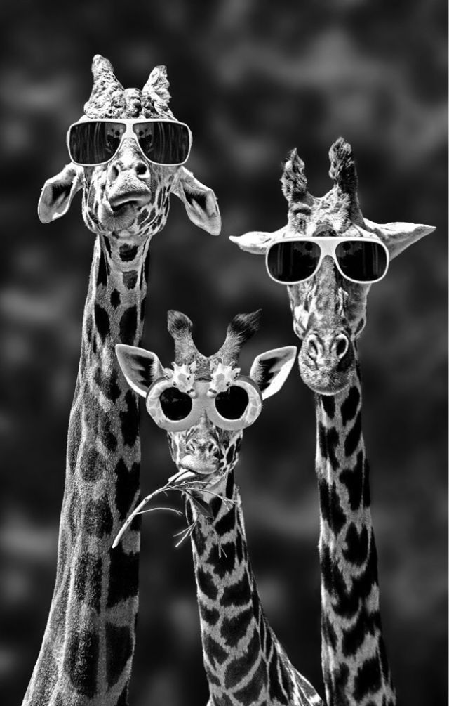 Cool Wallpapers For Iphone Hd - Giraffe Sunglasses , HD Wallpaper & Backgrounds