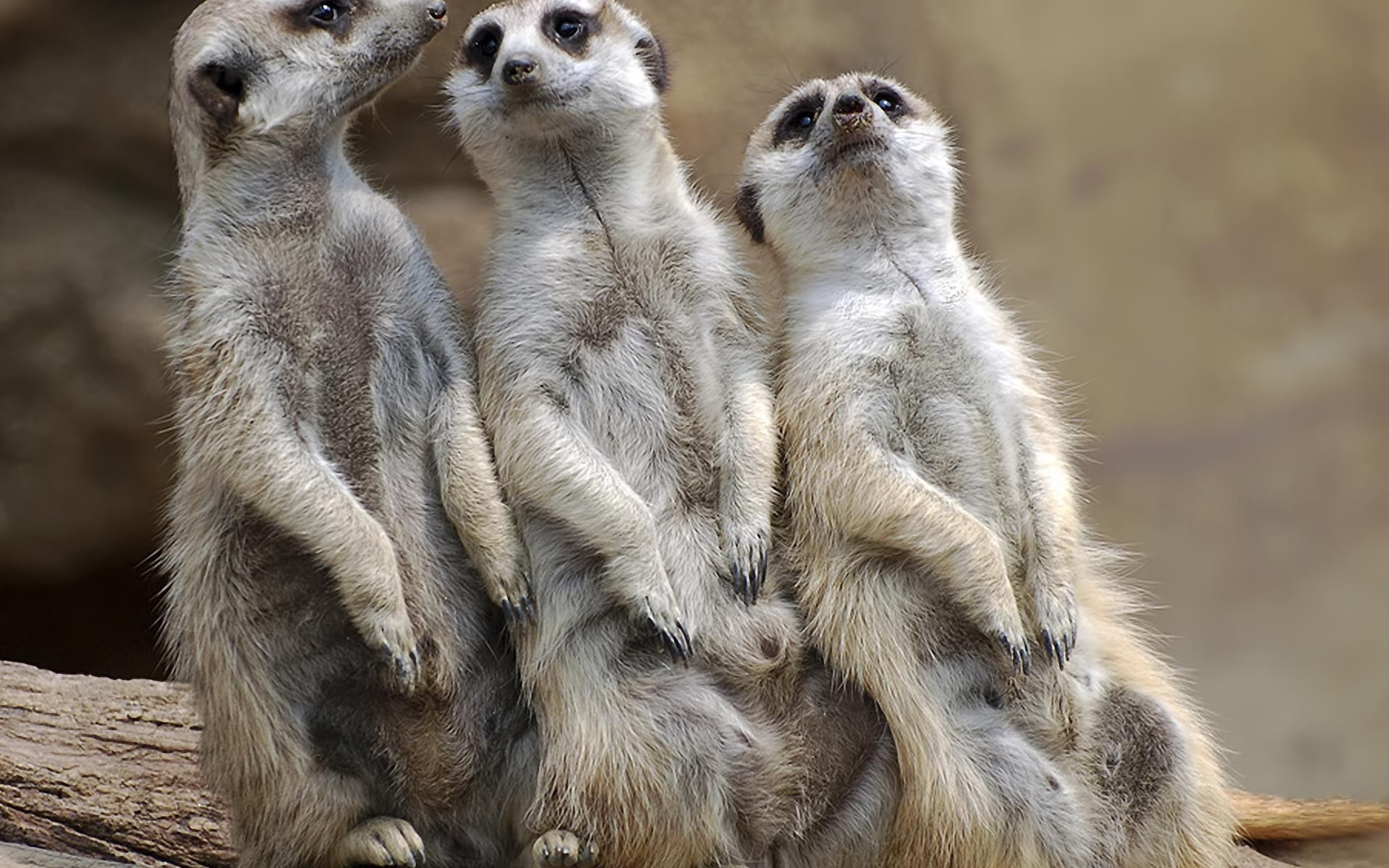 Meerkats Engraçados Papel De Parede - Three Meerkats , HD Wallpaper & Backgrounds