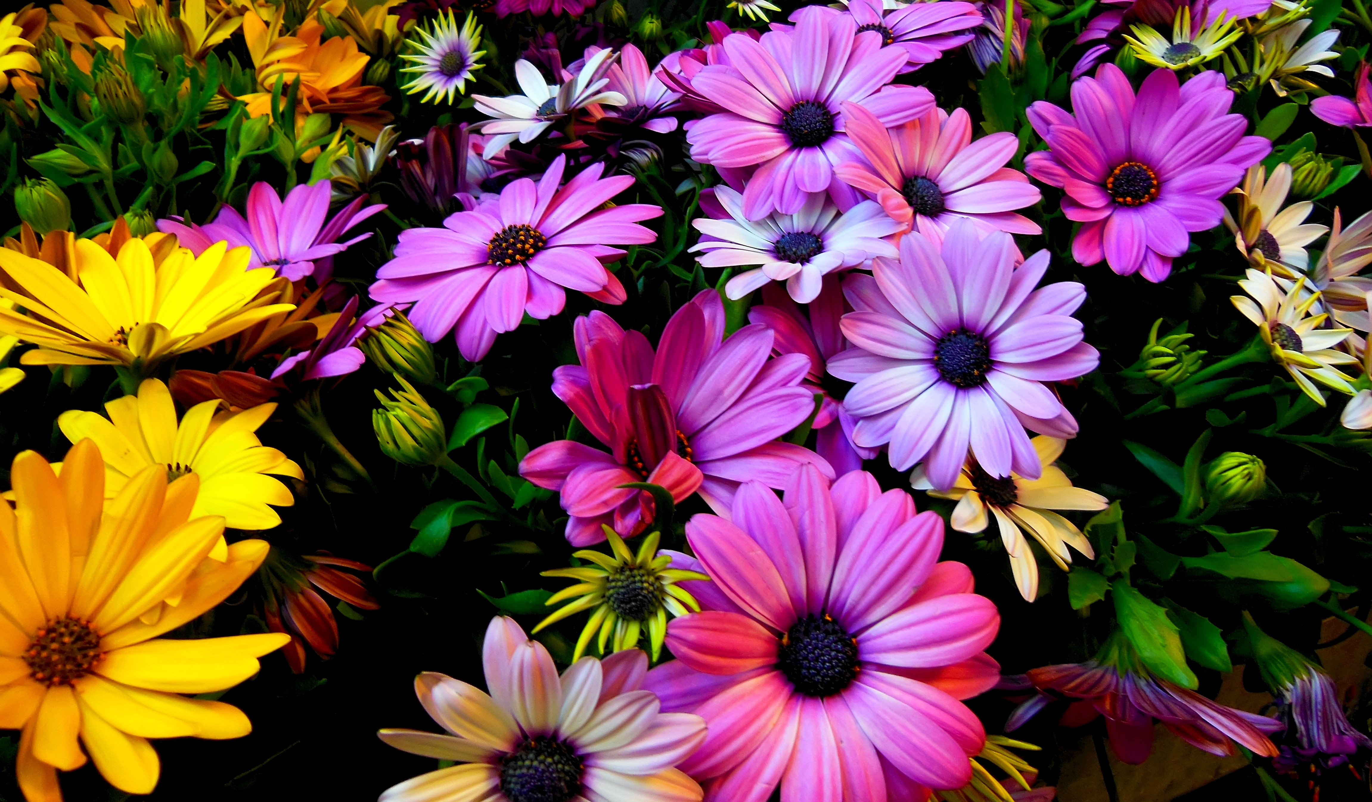 Original Resolution Popular - Spring Flowers , HD Wallpaper & Backgrounds