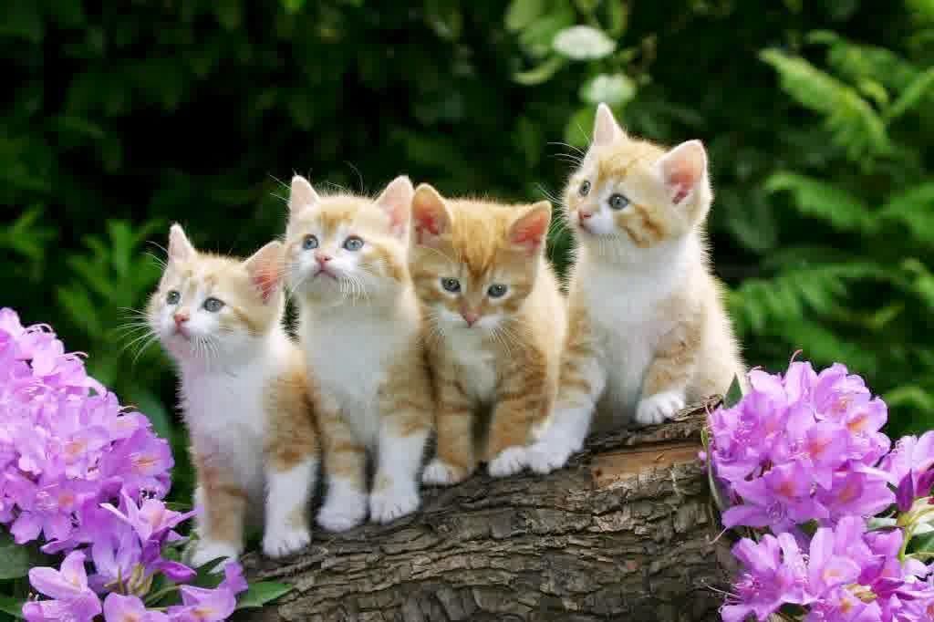 Wallpaper Kucing Hd Gambar Binatang Lucu