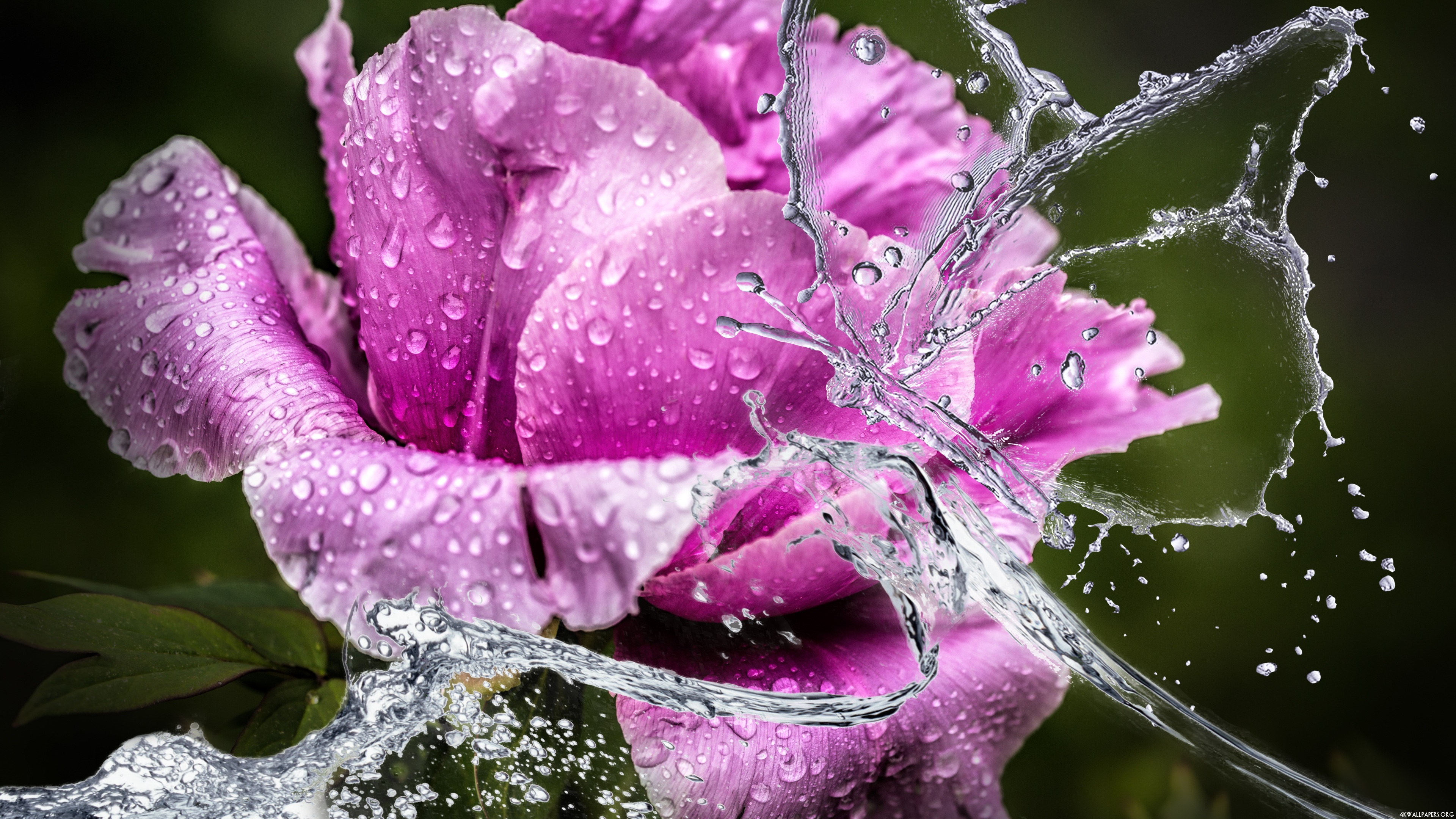 Wet Flower Wallpaper - Water On Flower 4k , HD Wallpaper & Backgrounds
